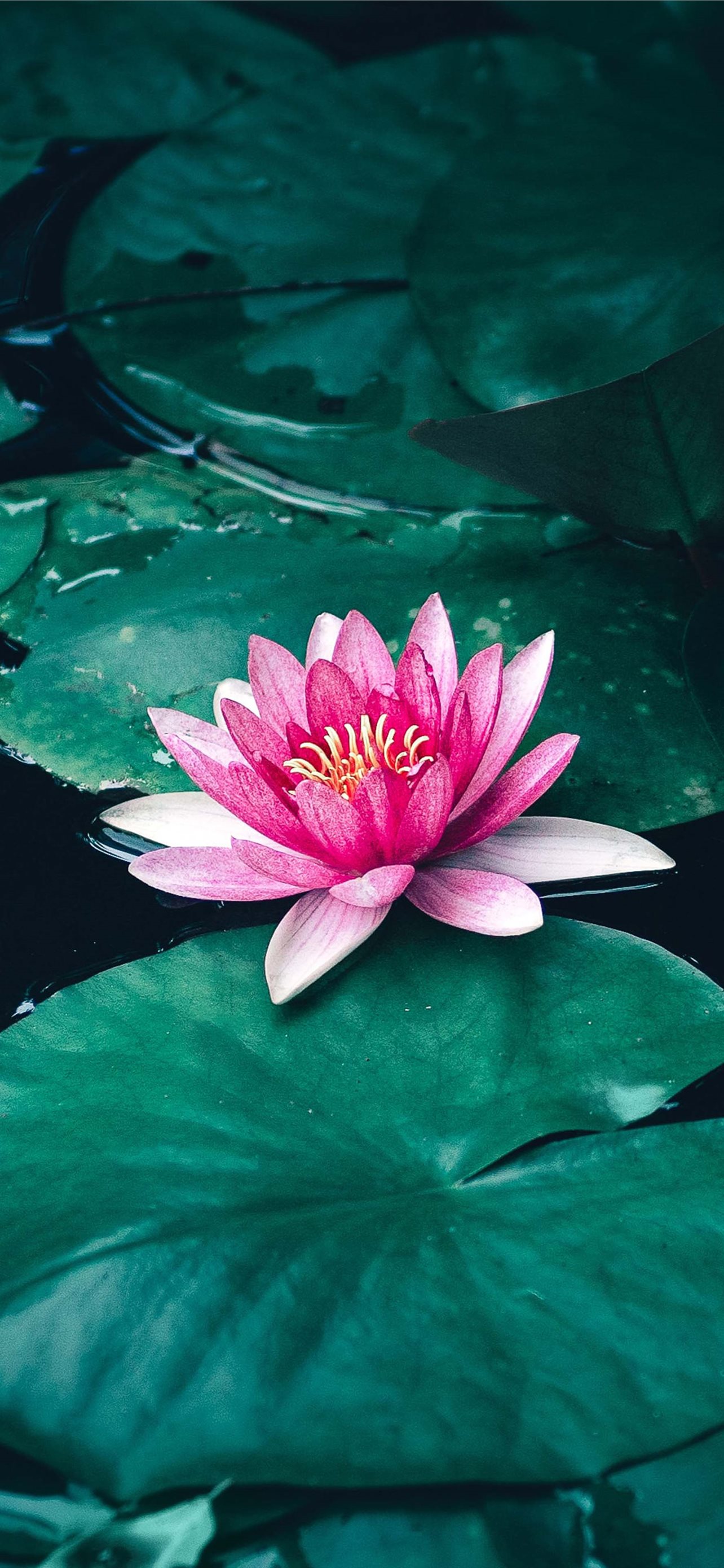 Pink Lotus Flowers With Leaves On Water With Reflection 4K HD Flowers  Wallpapers | HD Wallpapers | ID #63719