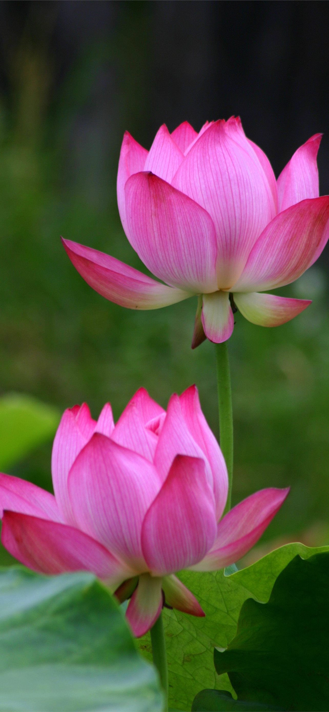 Best Lotus flower iPhone HD Wallpapers - iLikeWallpaper