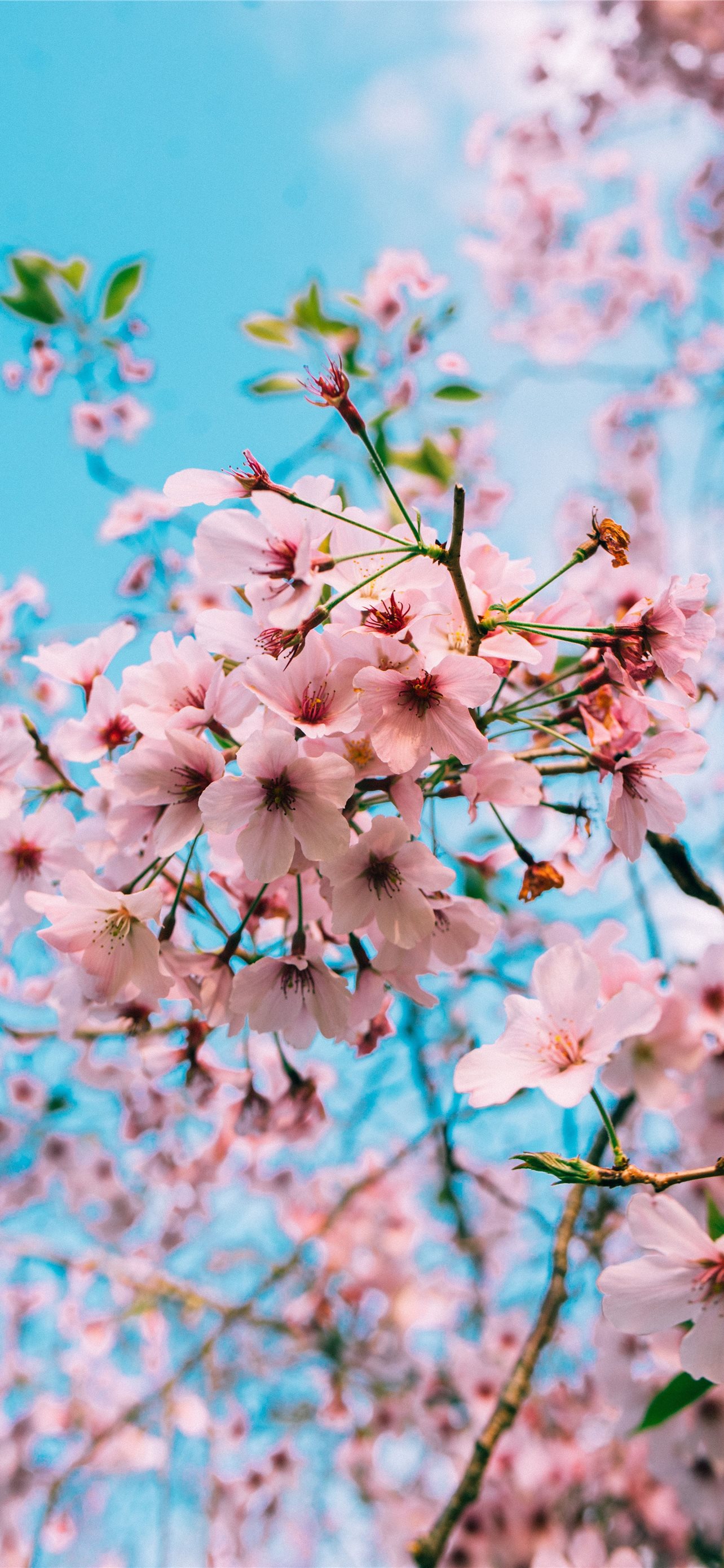 Late Sakura Blooms Mobile Wallpaper Images Free Download on Lovepik |  400372724