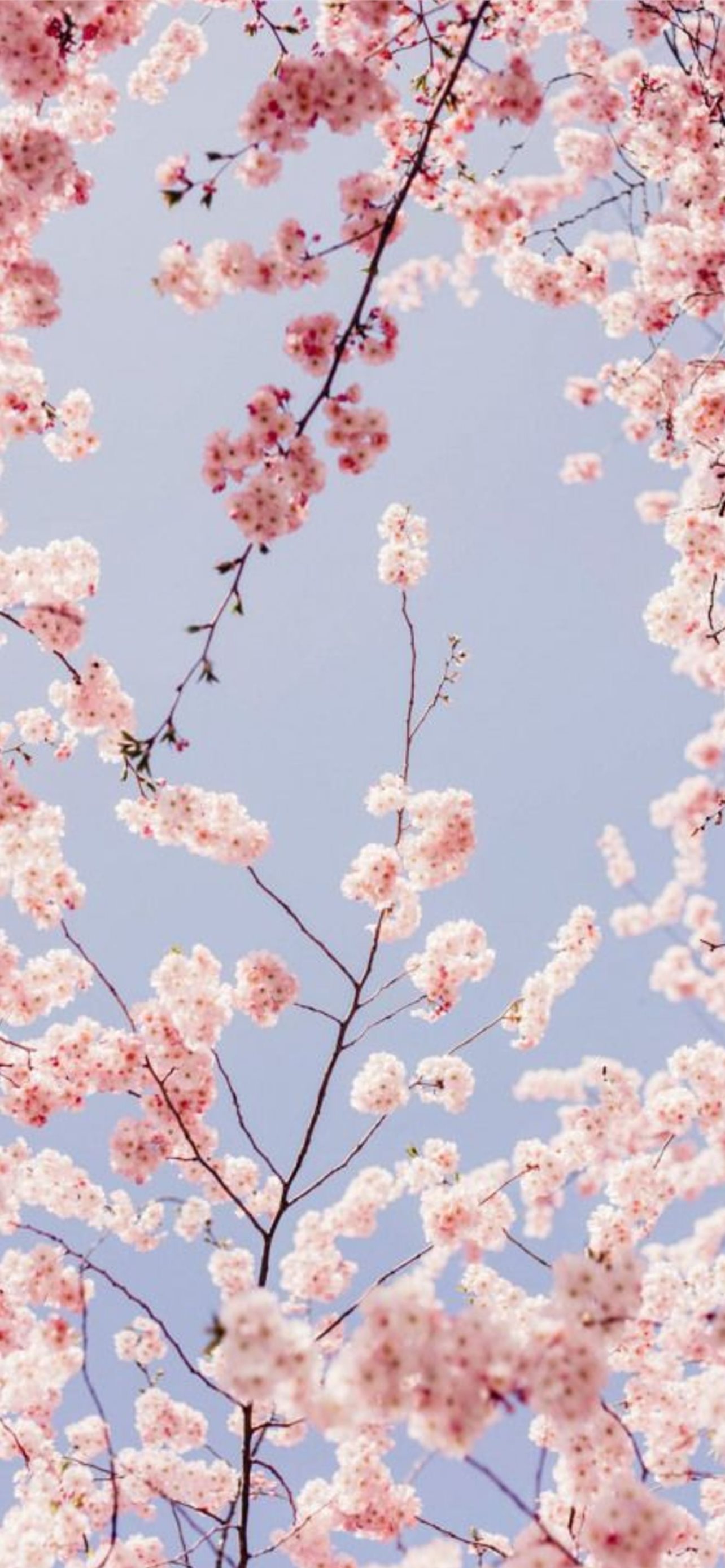 Cherry Blossom Tree Under Blue Sky Sunbeam 4K HD Nature Wallpapers | HD  Wallpapers | ID #37437