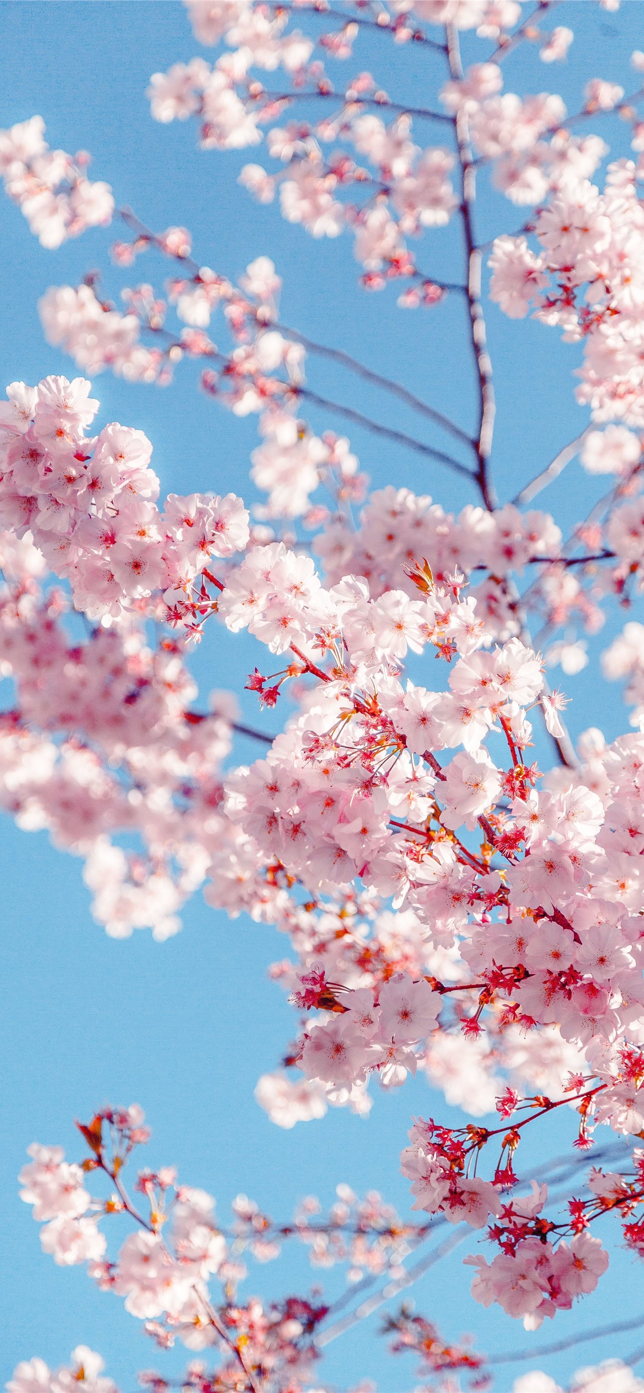 47 Cherry Blossoms iPhone Wallpaper  WallpaperSafari