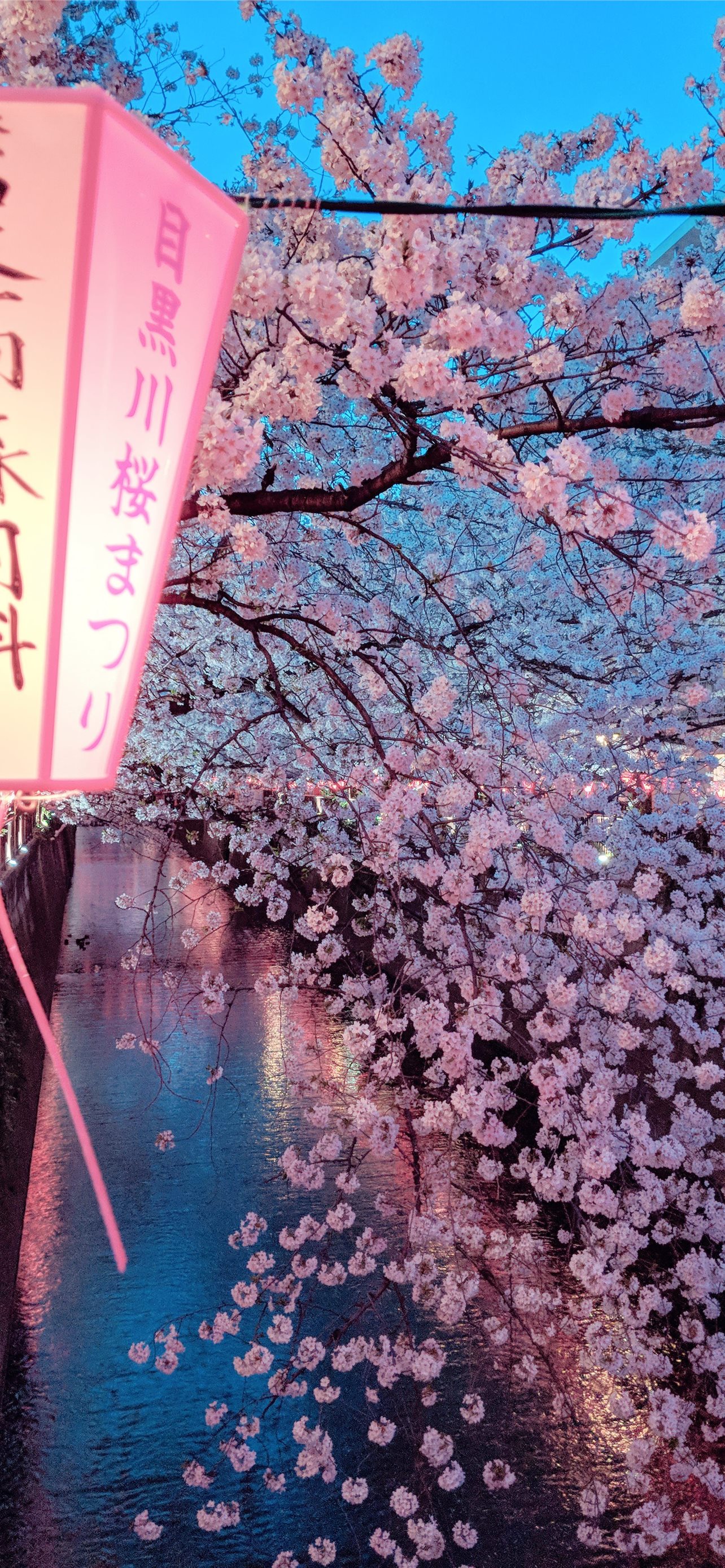 Touhou Hakurei Reimu Trees Petals Water Sky Anime girls Anime Cherry  blossom HD Wallpapers  Desktop and Mobile Images  Photos