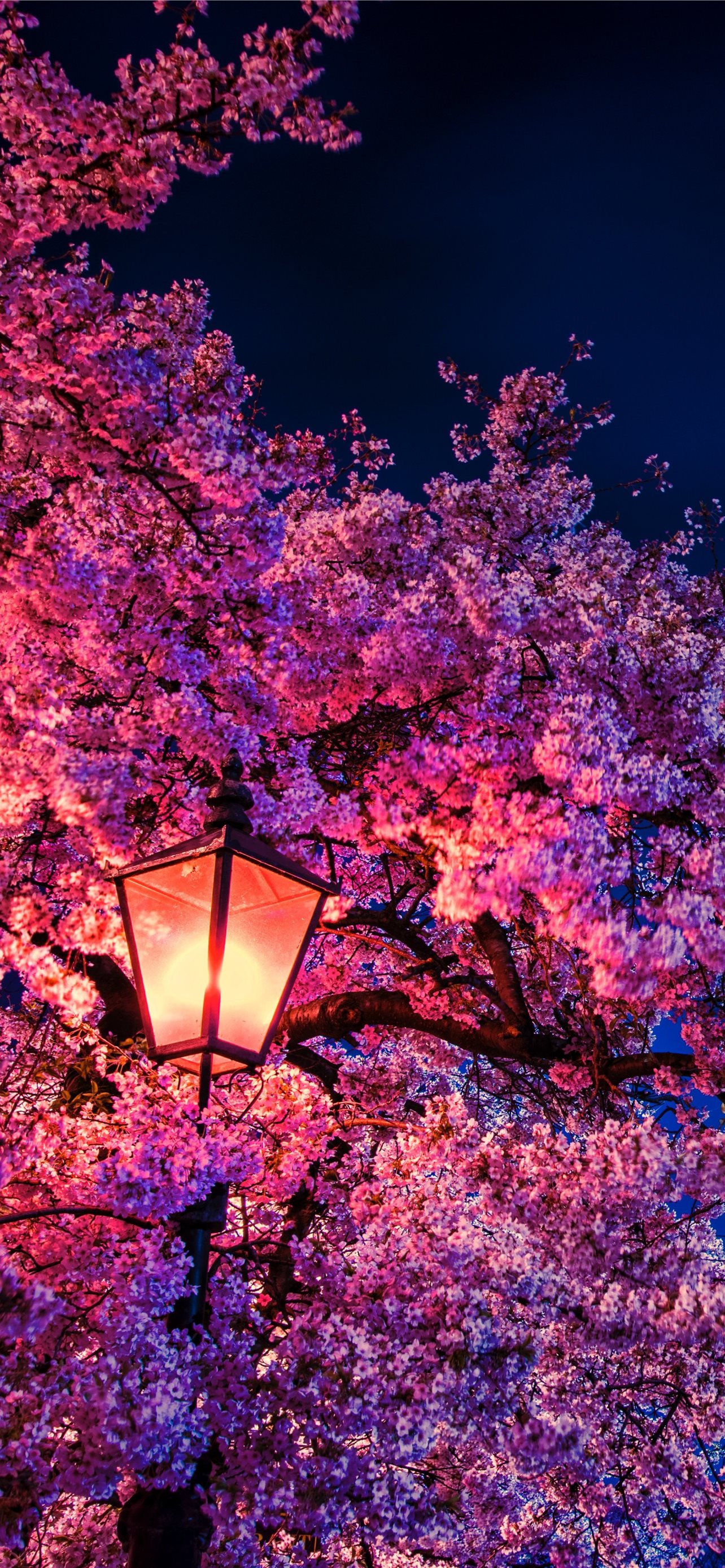 Cherry Blossoms IPhone Wallpapers Free Download