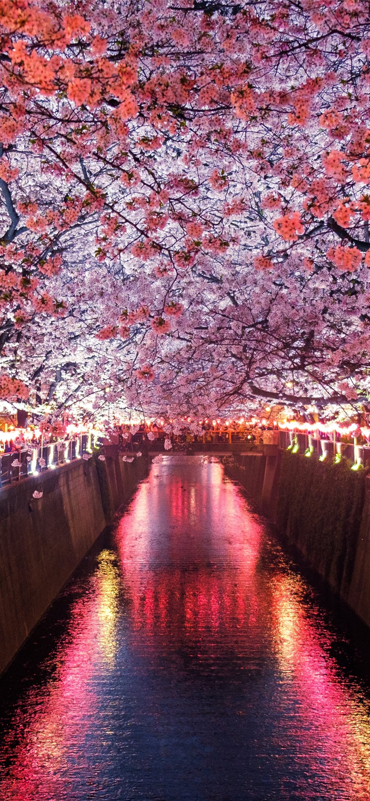  Sakura Tree iPhone Wallpaper Background HD Download  CBEditz