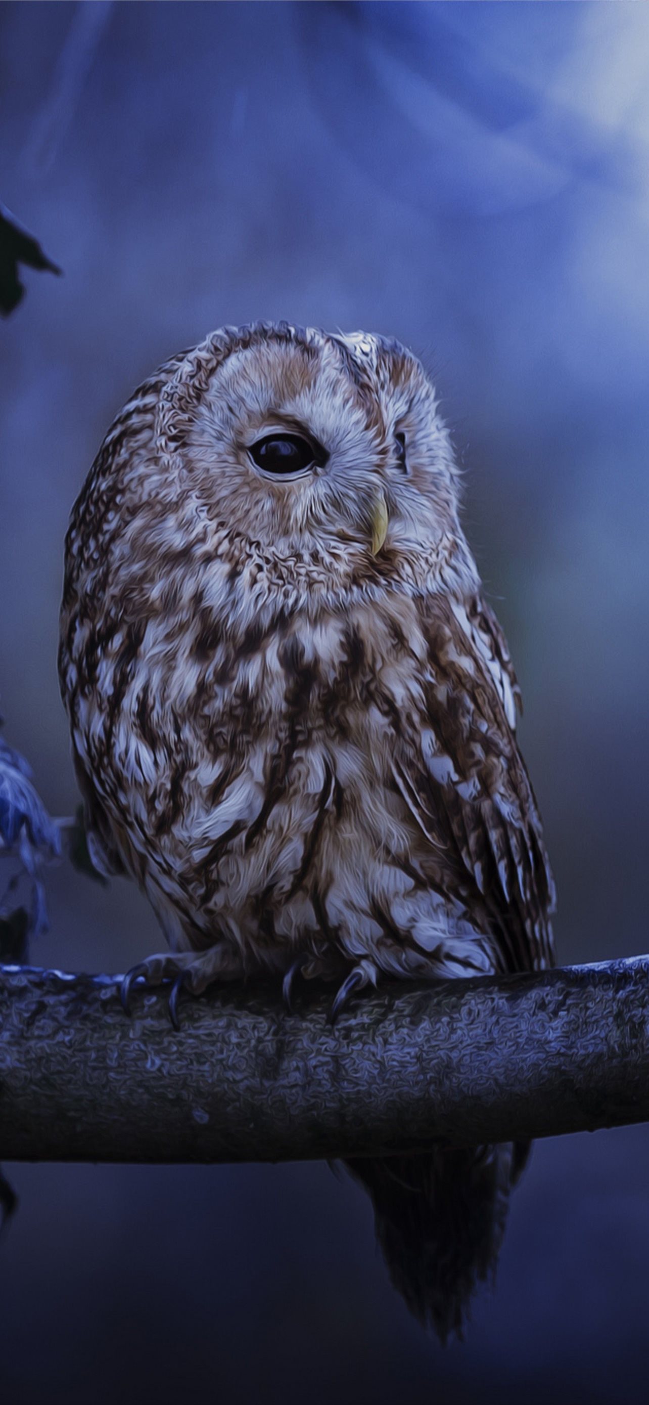 real owl iphone wallpaper