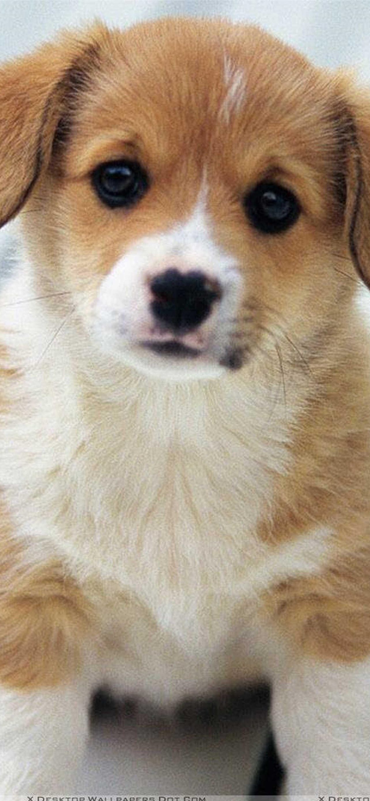 Desktop Wallpaper Rottweiler Dog Cute Puppy Grass Hd Image Picture  Background C89ebb