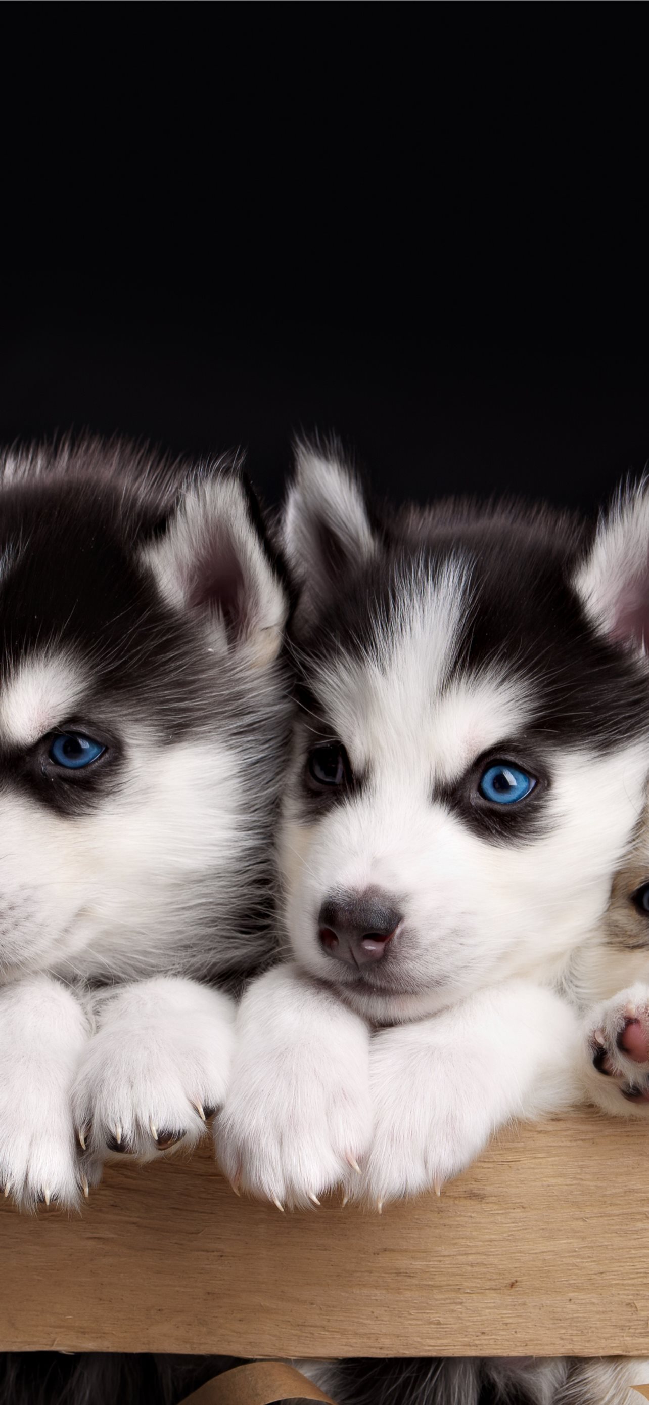 Best Puppies iPhone HD Wallpapers - iLikeWallpaper