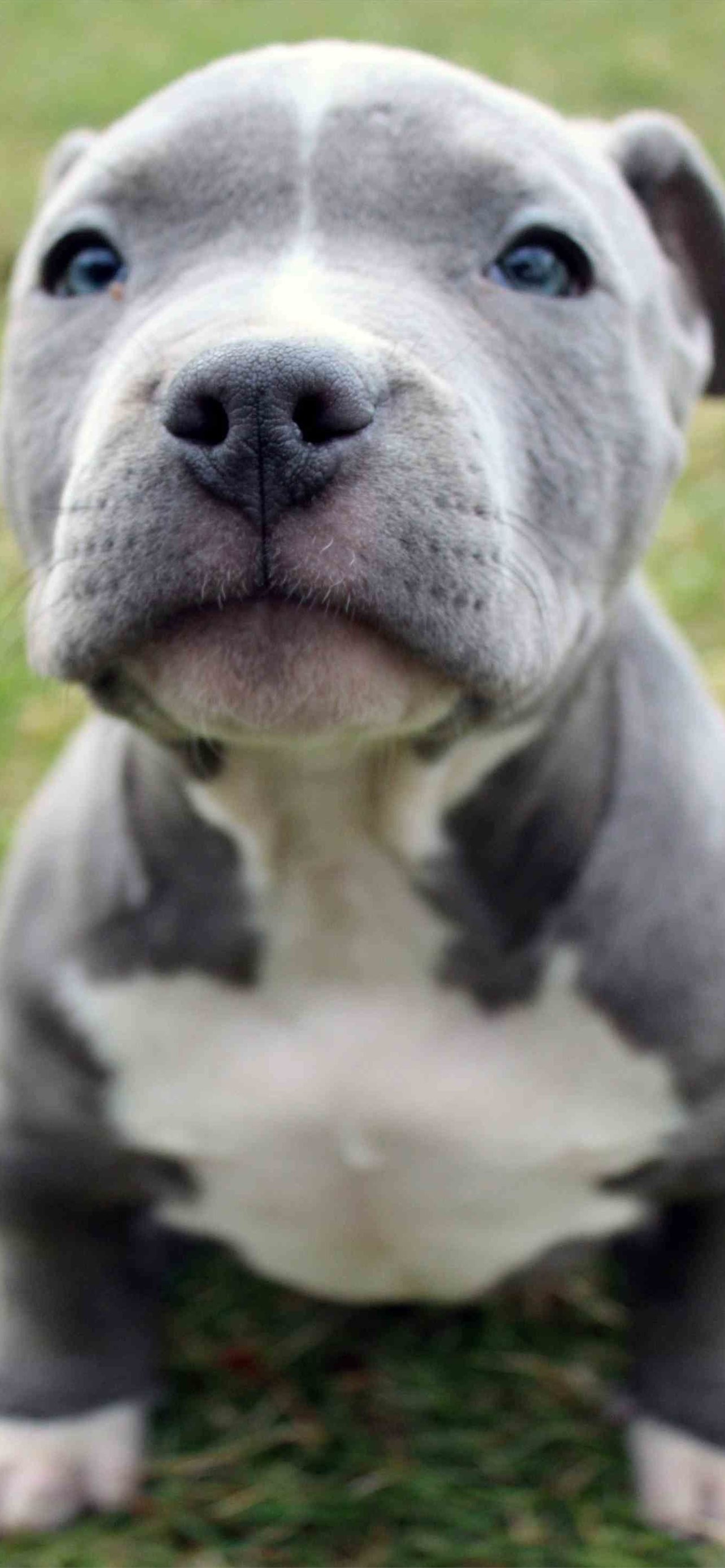 Cute Pitbull Puppies on Dog