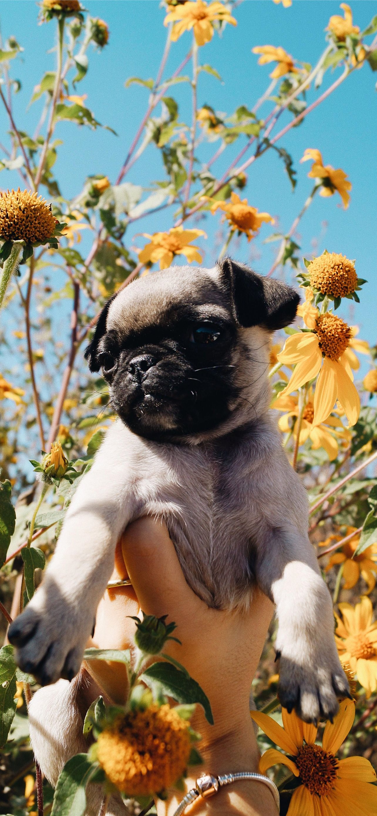 Flowers and Puppies on Dog iPhone Wallpapers Free Download