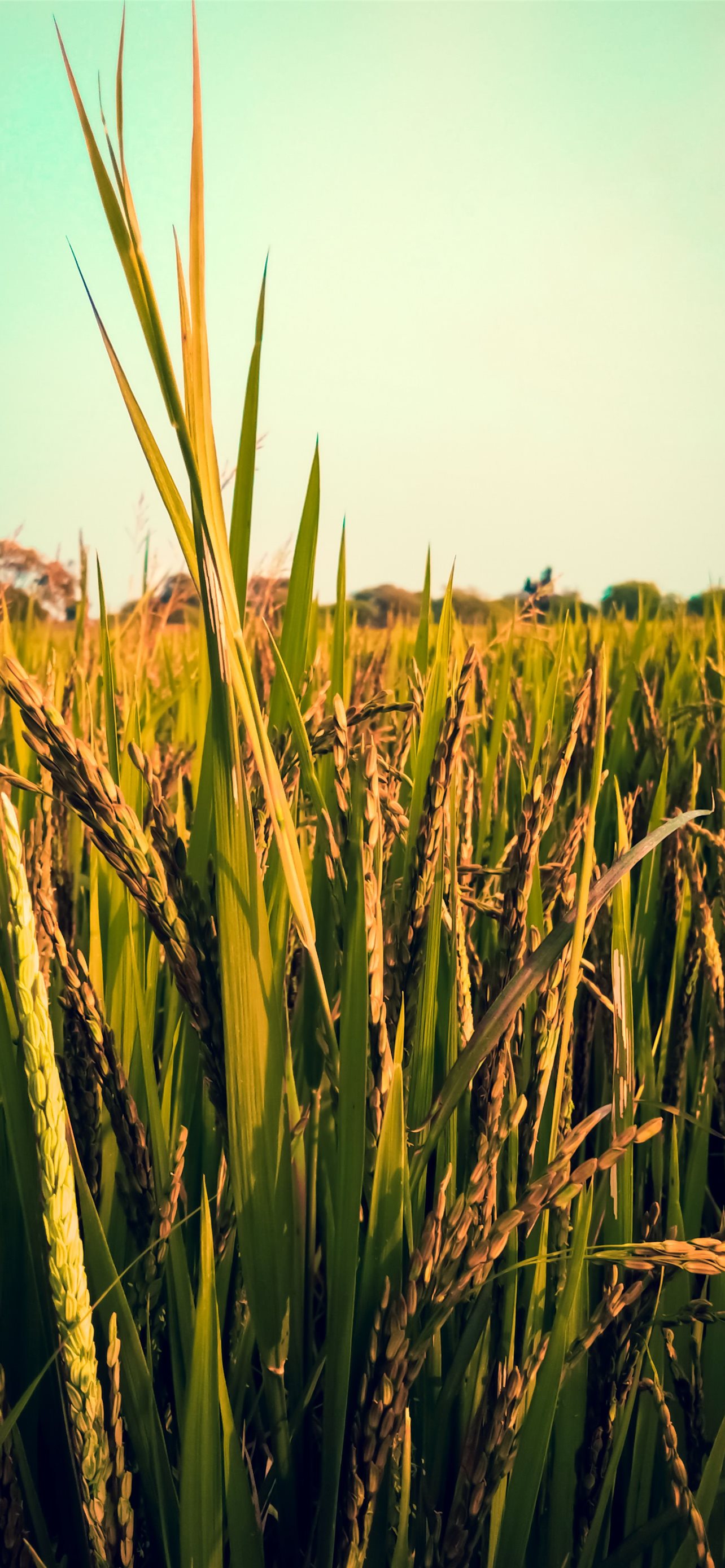 Bangladesh IPhone Wallpapers Free Download