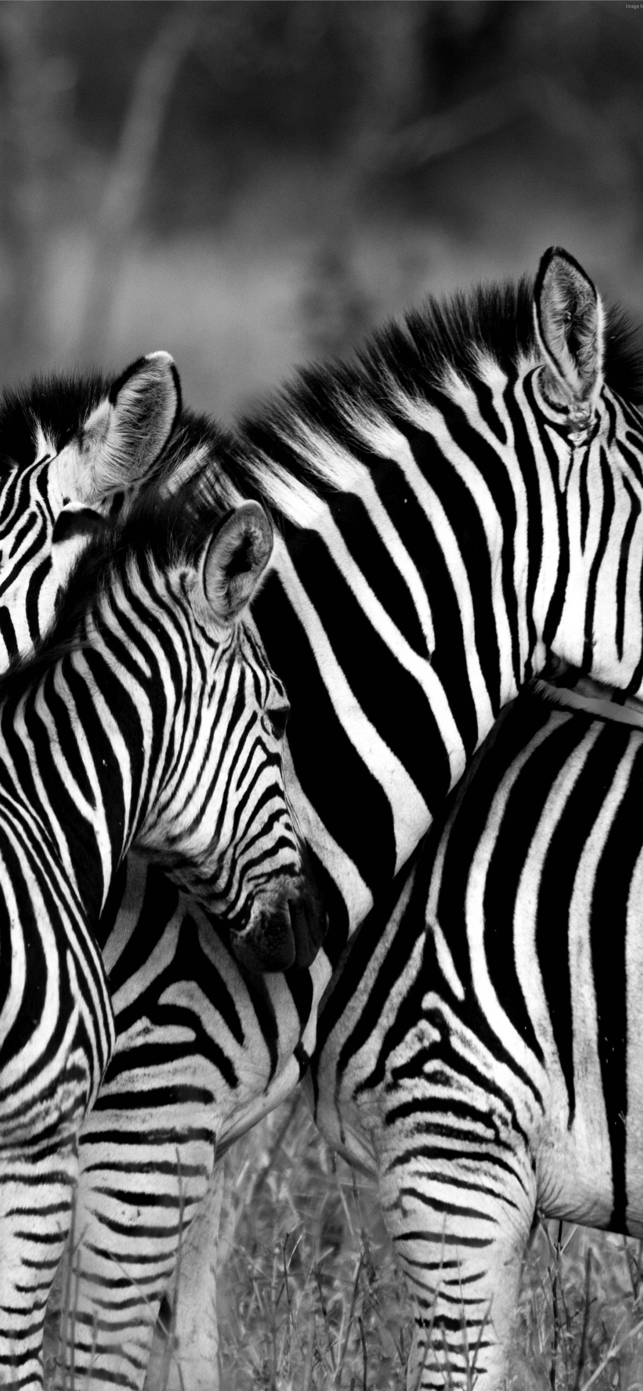 Bing HD Wallpaper Jan 31 2023 Burchells zebras for International Zebra  Day  Bing Wallpaper Gallery
