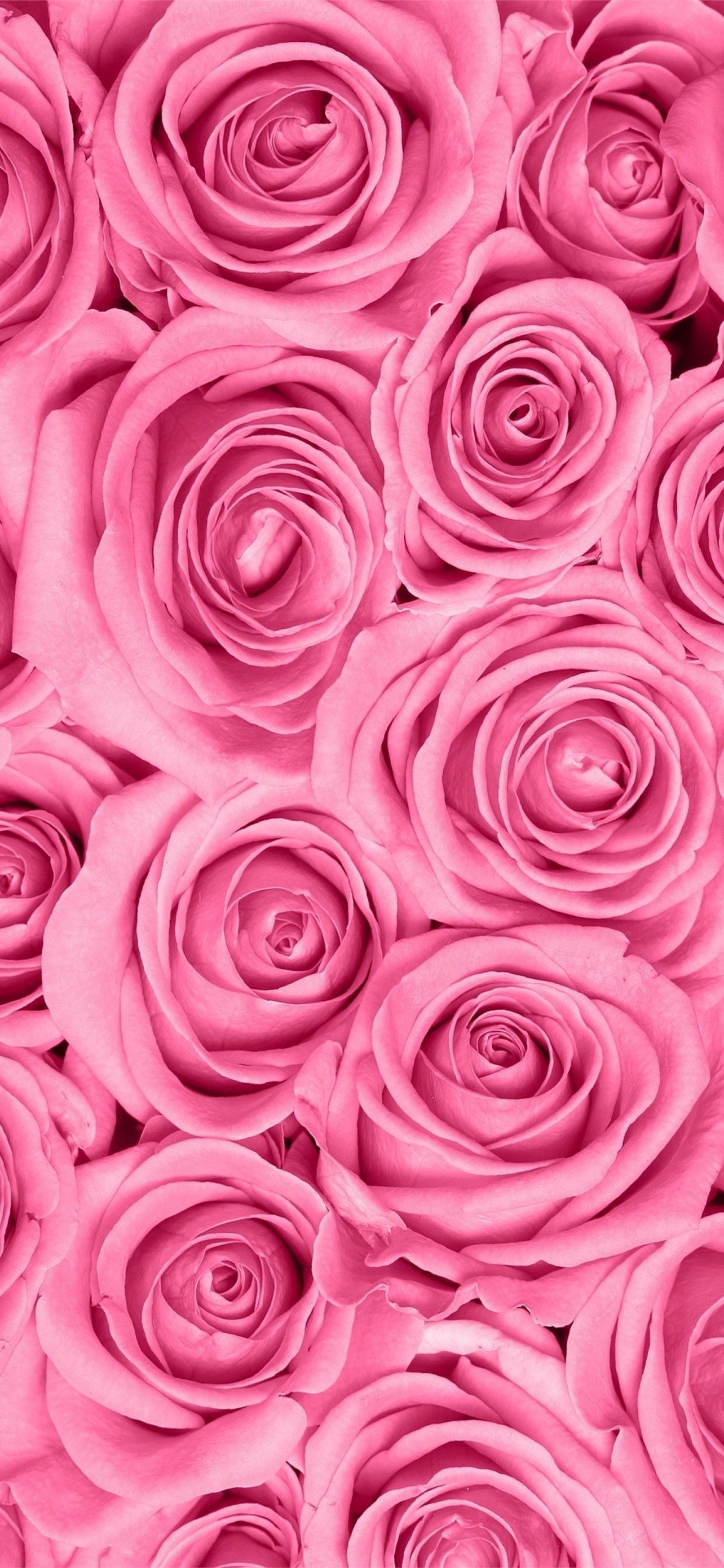 Best Roses iPhone HD Wallpapers - iLikeWallpaper