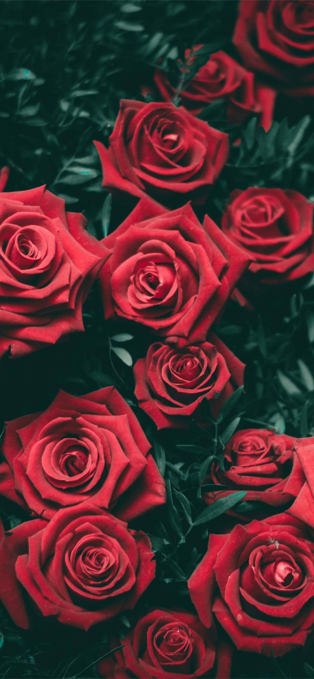 roses iPhone wallpaper 