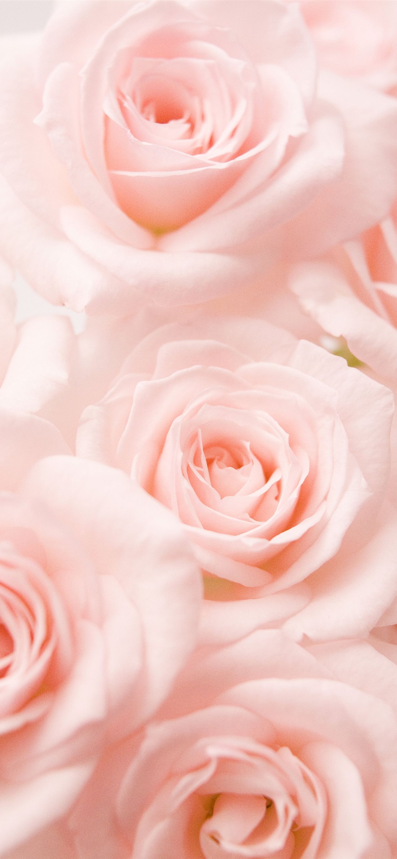 Roses IPhone Wallpapers Free Download