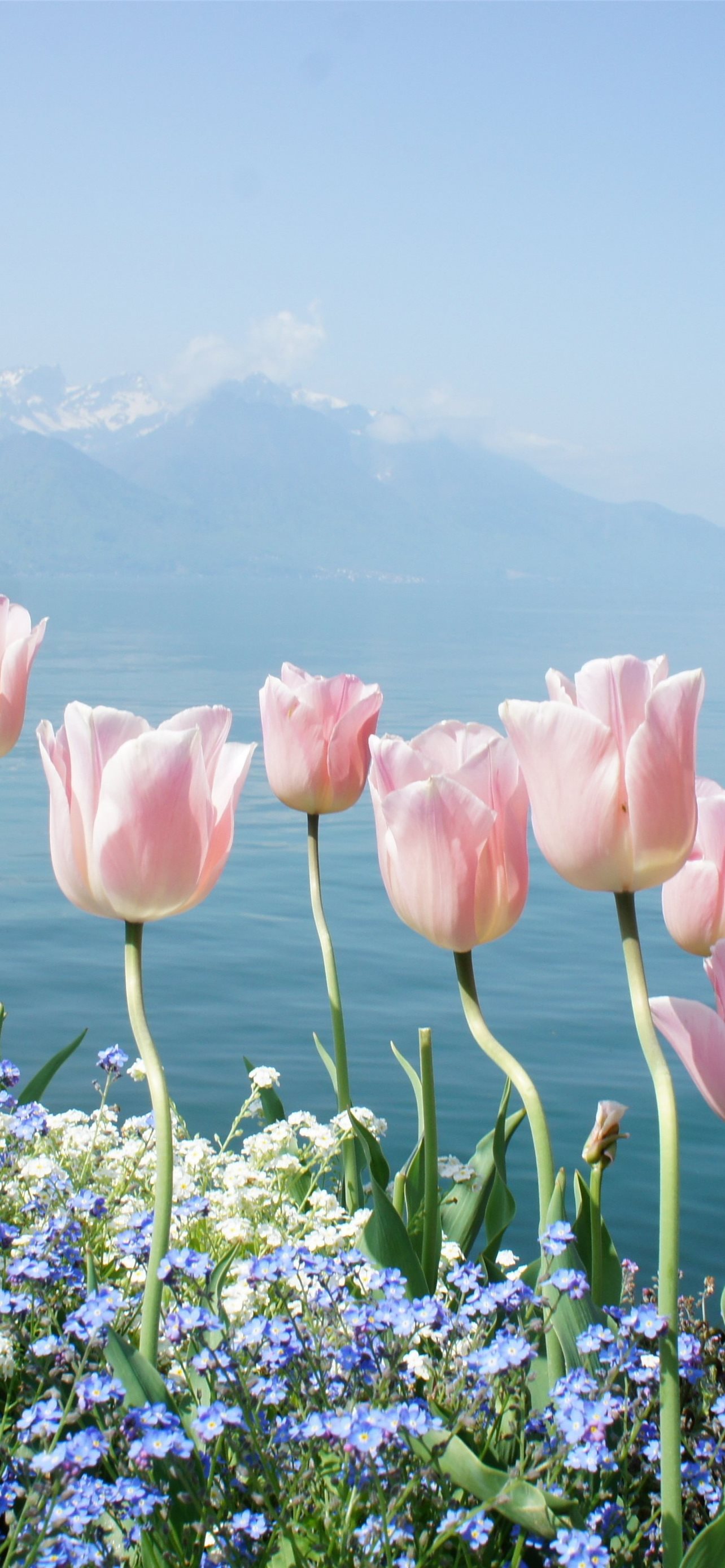 Pastel Tulips Wallpapers  Top Free Pastel Tulips Backgrounds   WallpaperAccess