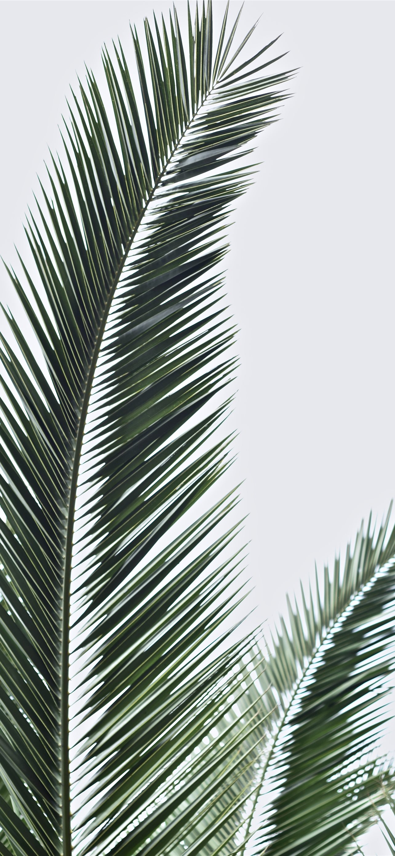 palm sunday wallpaper