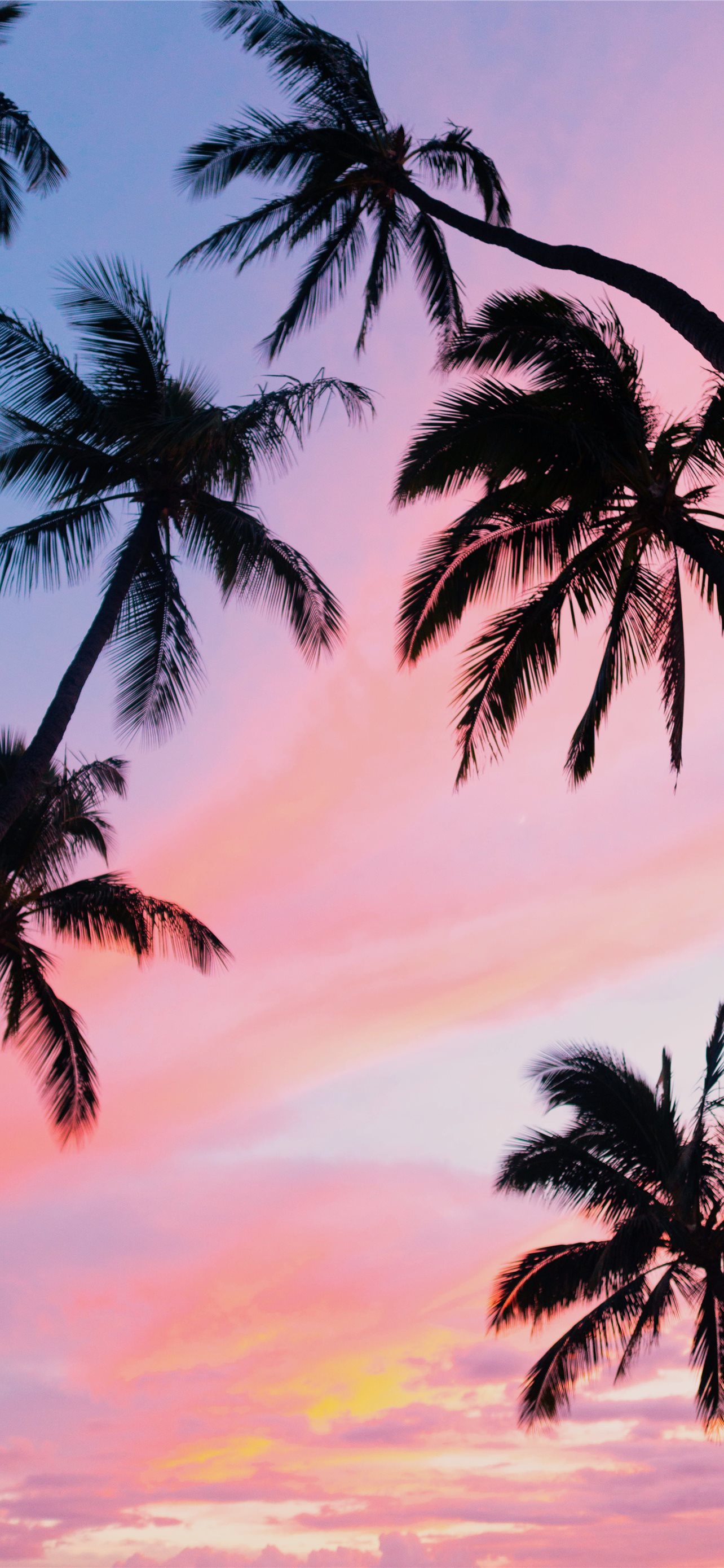 Download Unwind by the Palm Trees with your iPhone Wallpaper  Wallpapers com