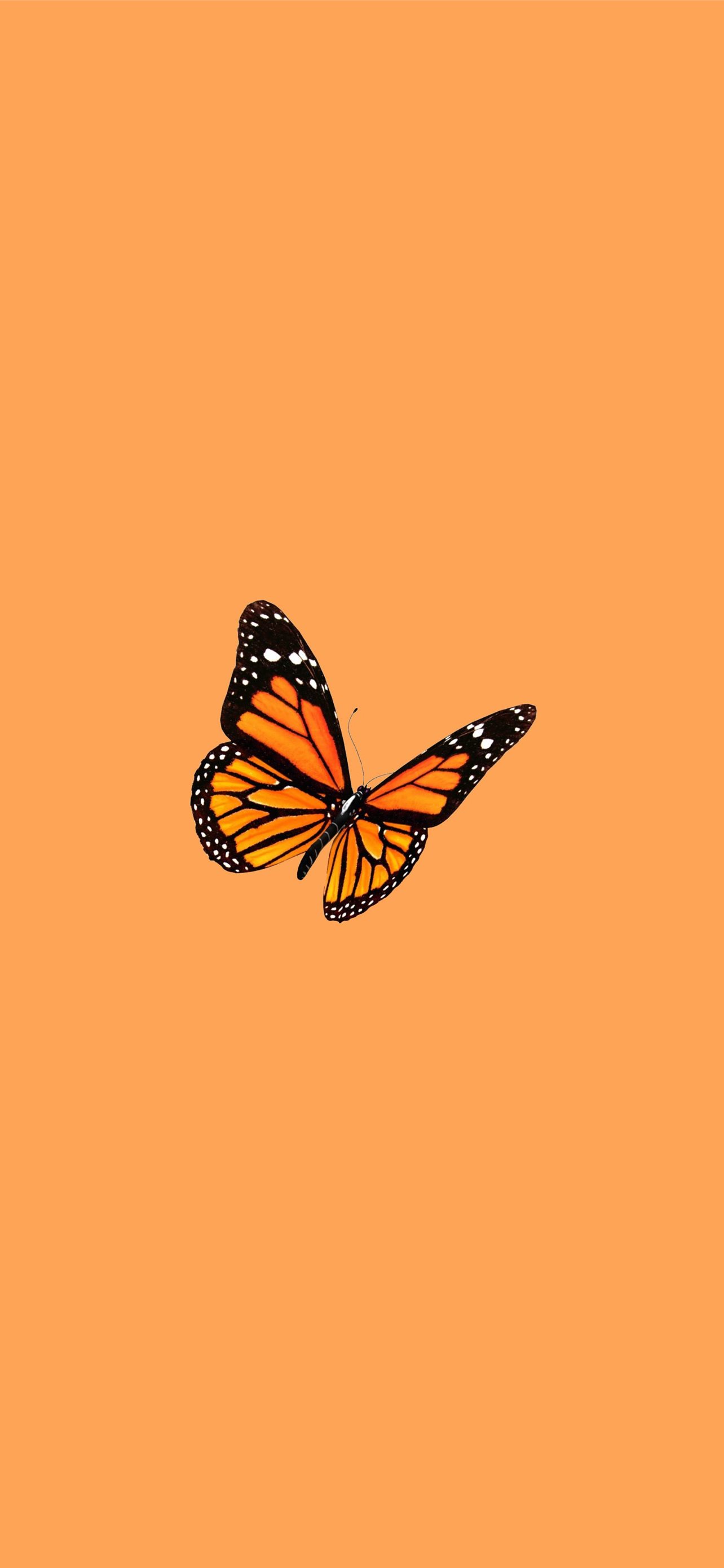 butterfly iPhone Wallpapers Free Download