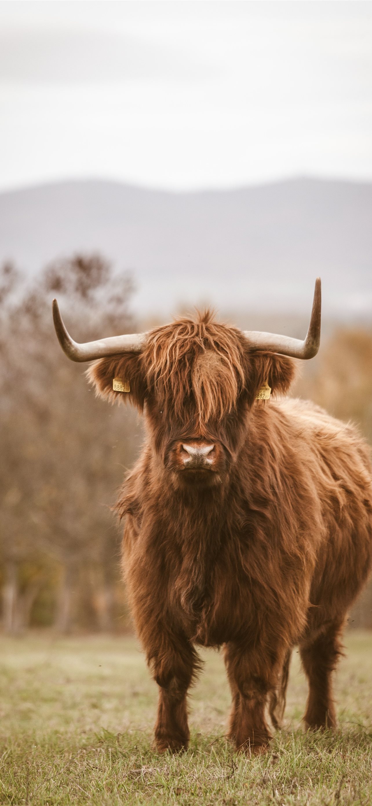 Highland Cattle Photos Download The BEST Free Highland Cattle Stock Photos   HD Images