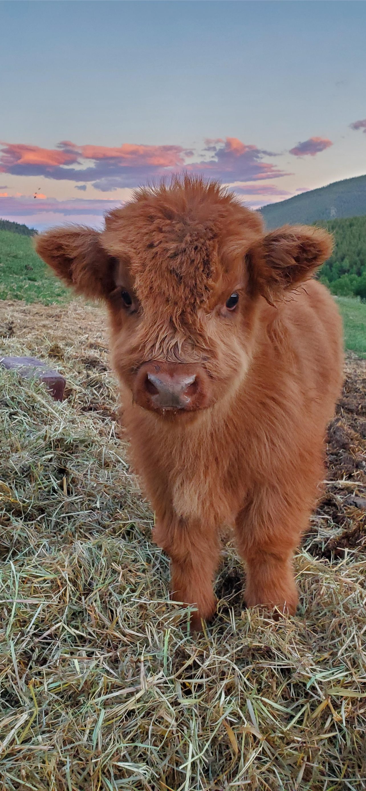 Best Highland cow iPhone HD Wallpapers - iLikeWallpaper