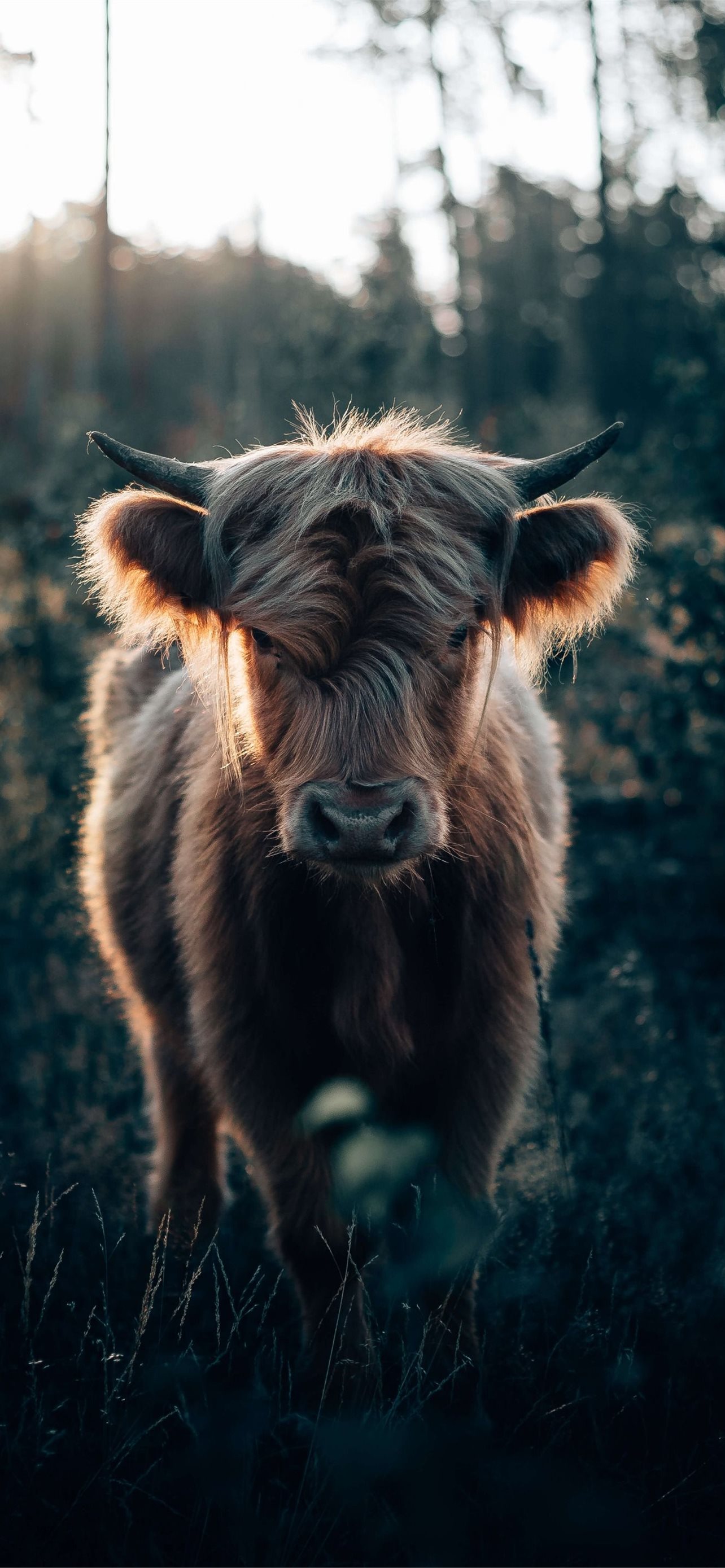 35000 Cow Portrait Pictures