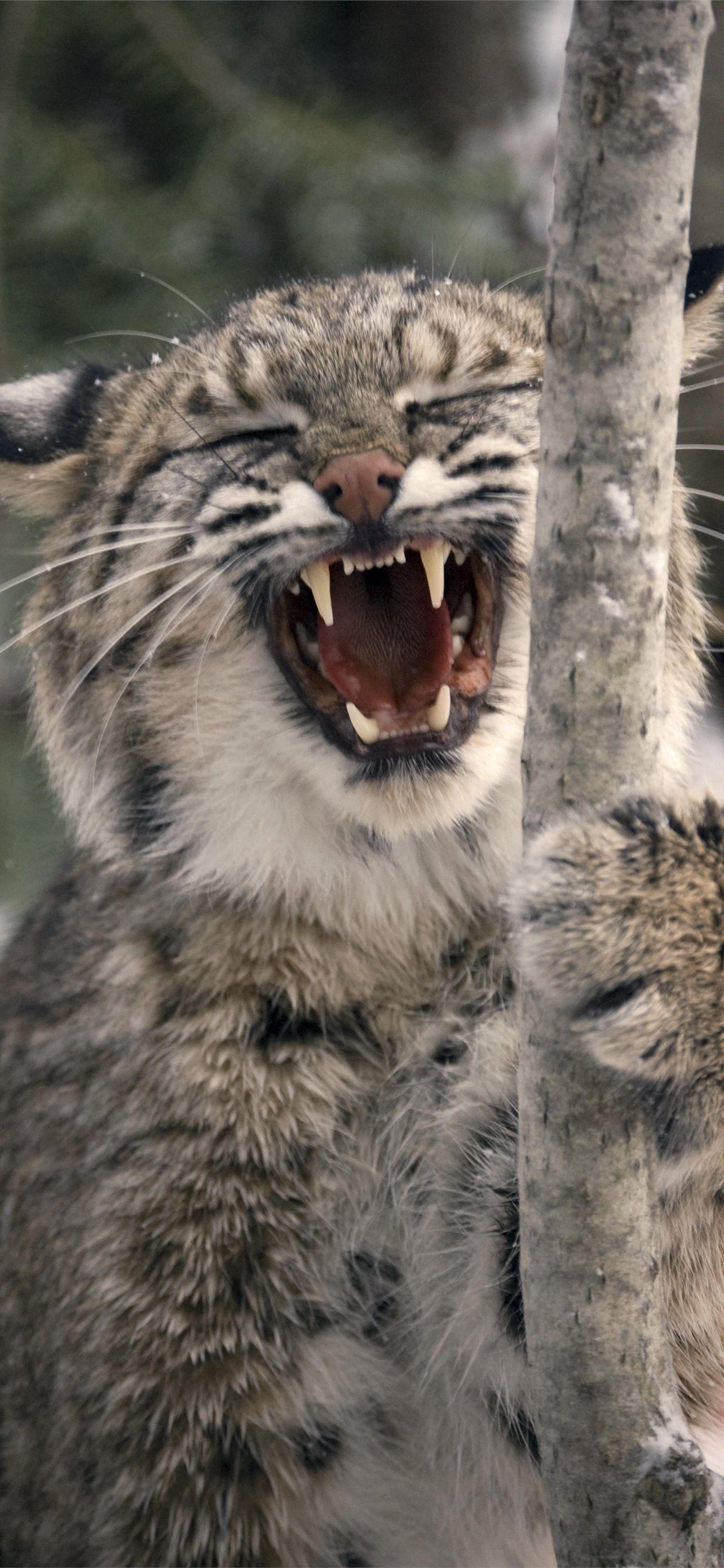 Download wallpaper 800x1200 bobcat lynx predator snow iphone 4s4 for  parallax hd background