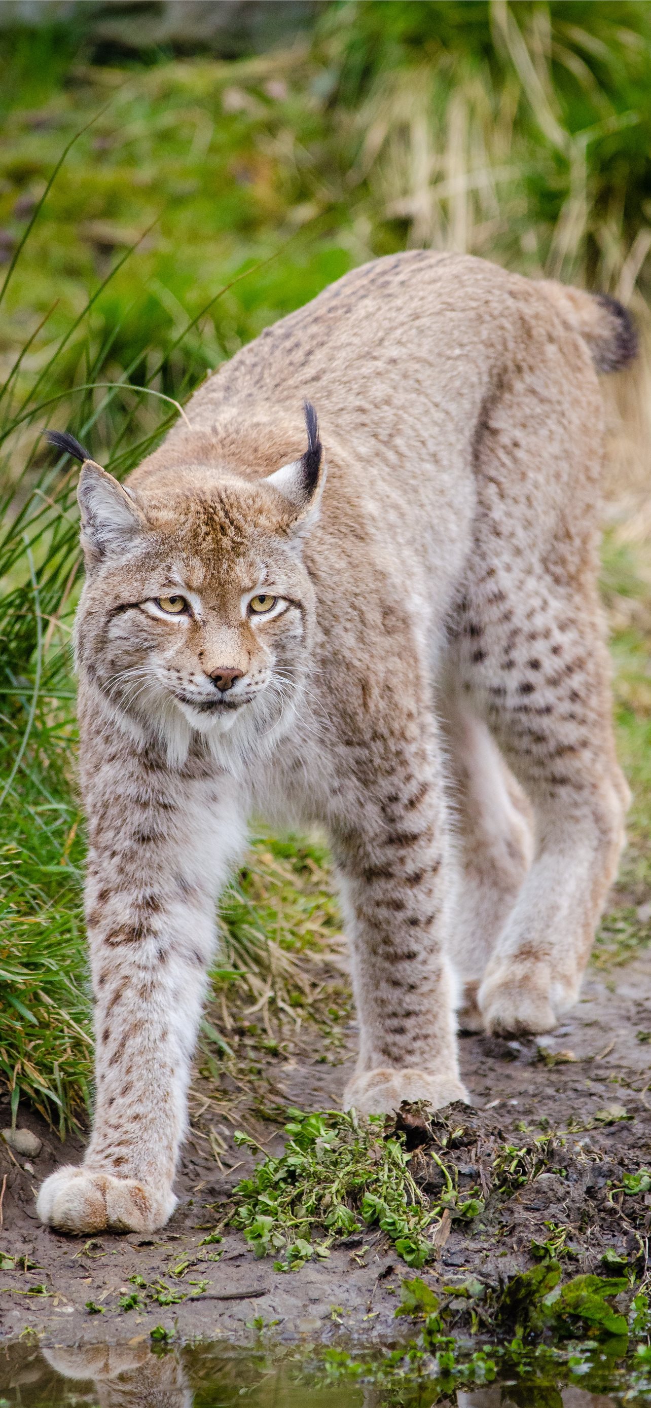 Bobcat Background Images HD Pictures and Wallpaper For Free Download   Pngtree