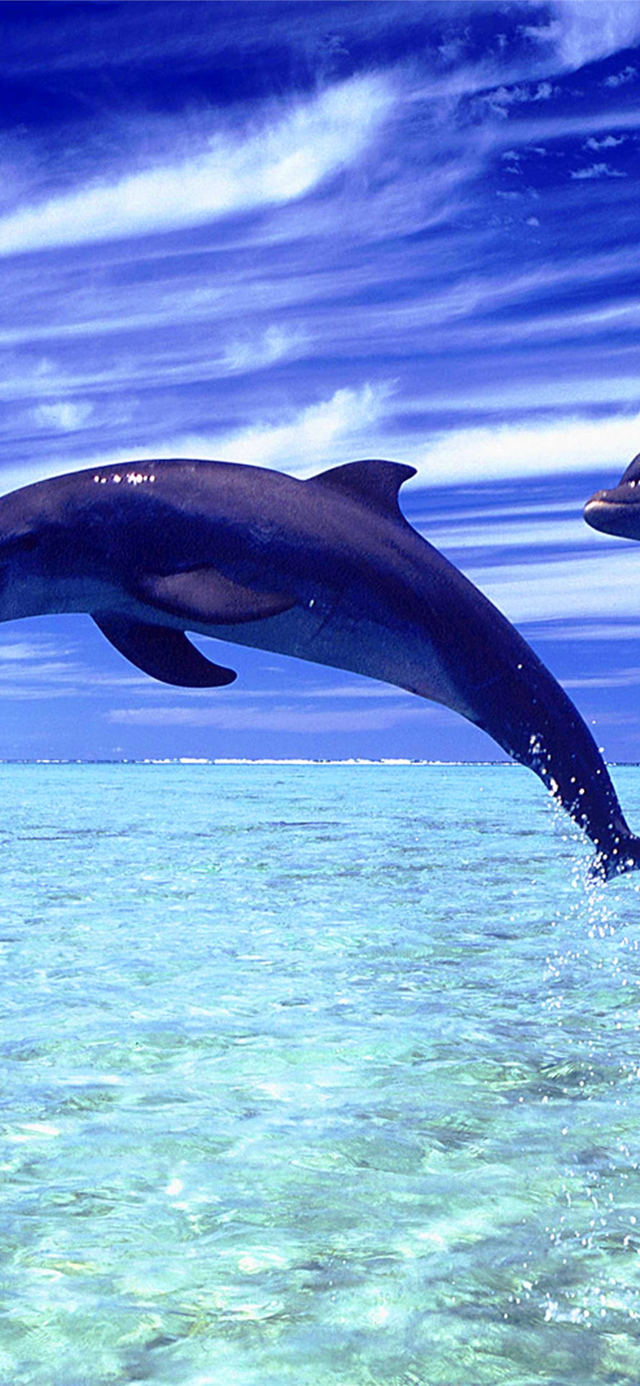 Cute Baby Dolphin With Mother  Dolphins  Animals Background Wallpapers on  Desktop Nexus Image 2373382