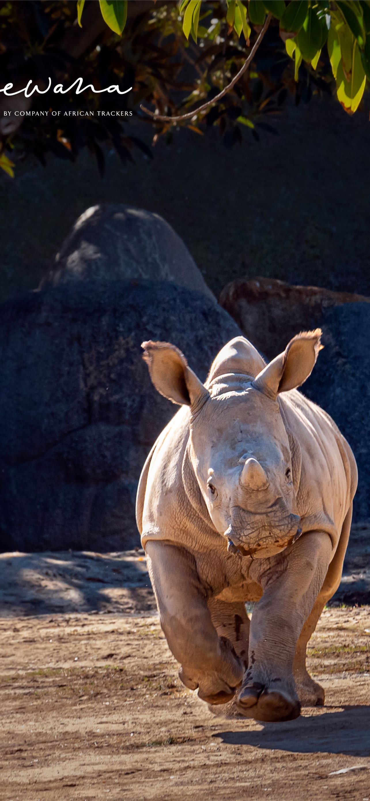 Rhino Wallpaper HD for Android  Download  Cafe Bazaar
