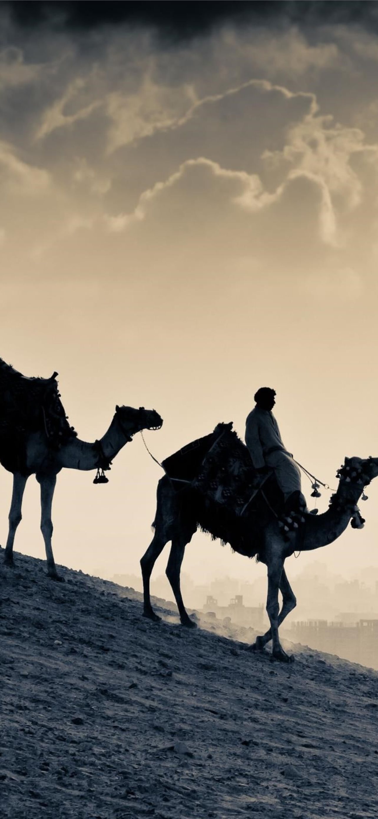 Best Camels iPhone HD Wallpapers - iLikeWallpaper