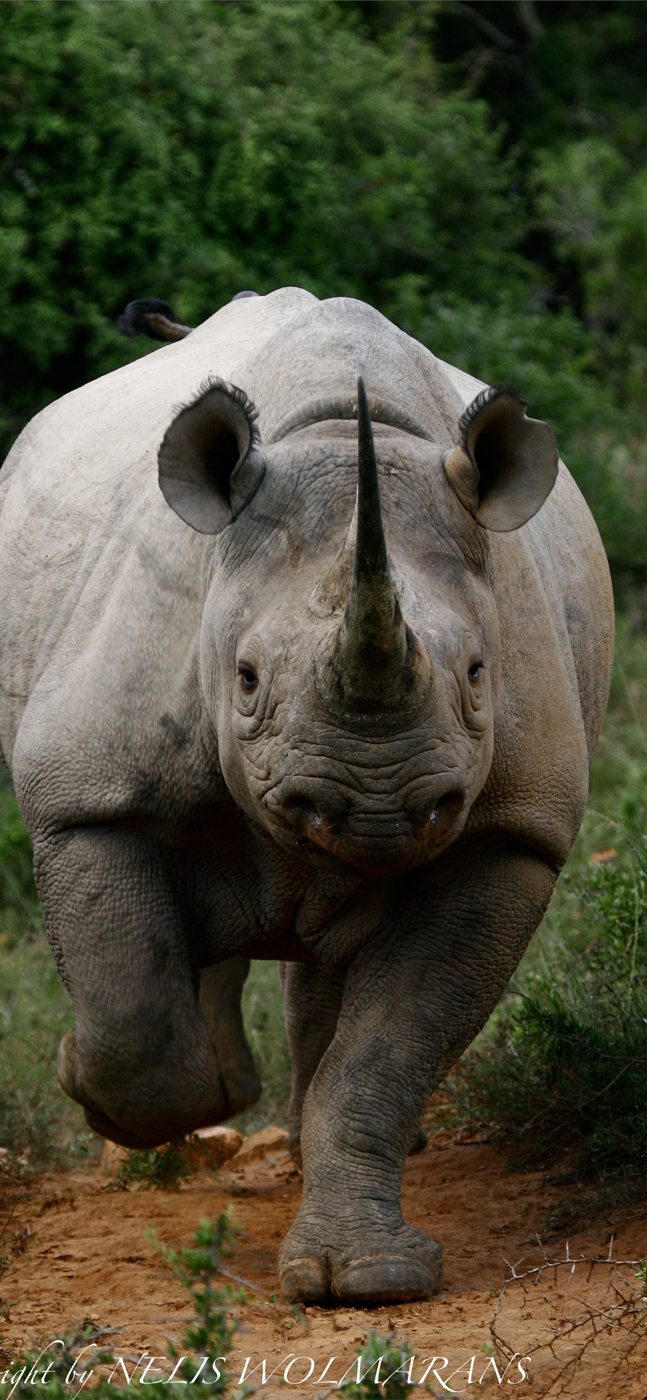 Rhino 4K wallpapers for your desktop or mobile screen free and easy to  download