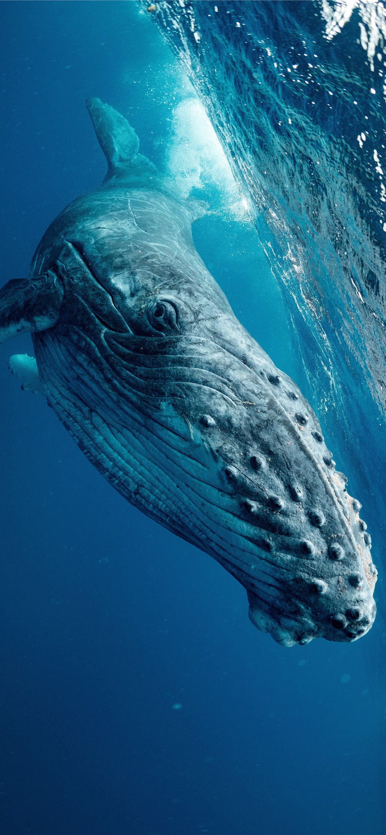 Whale, humpback whale, ocean, HD phone wallpaper | Peakpx