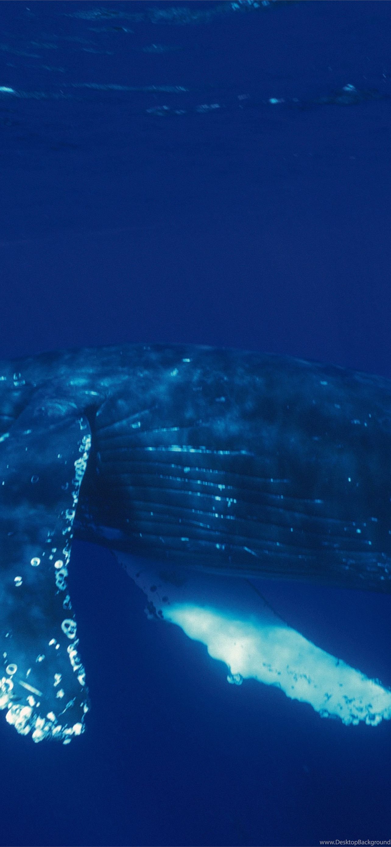 Fantasy Whale 4k Ultra HD Wallpaper by Catherine Keljukh