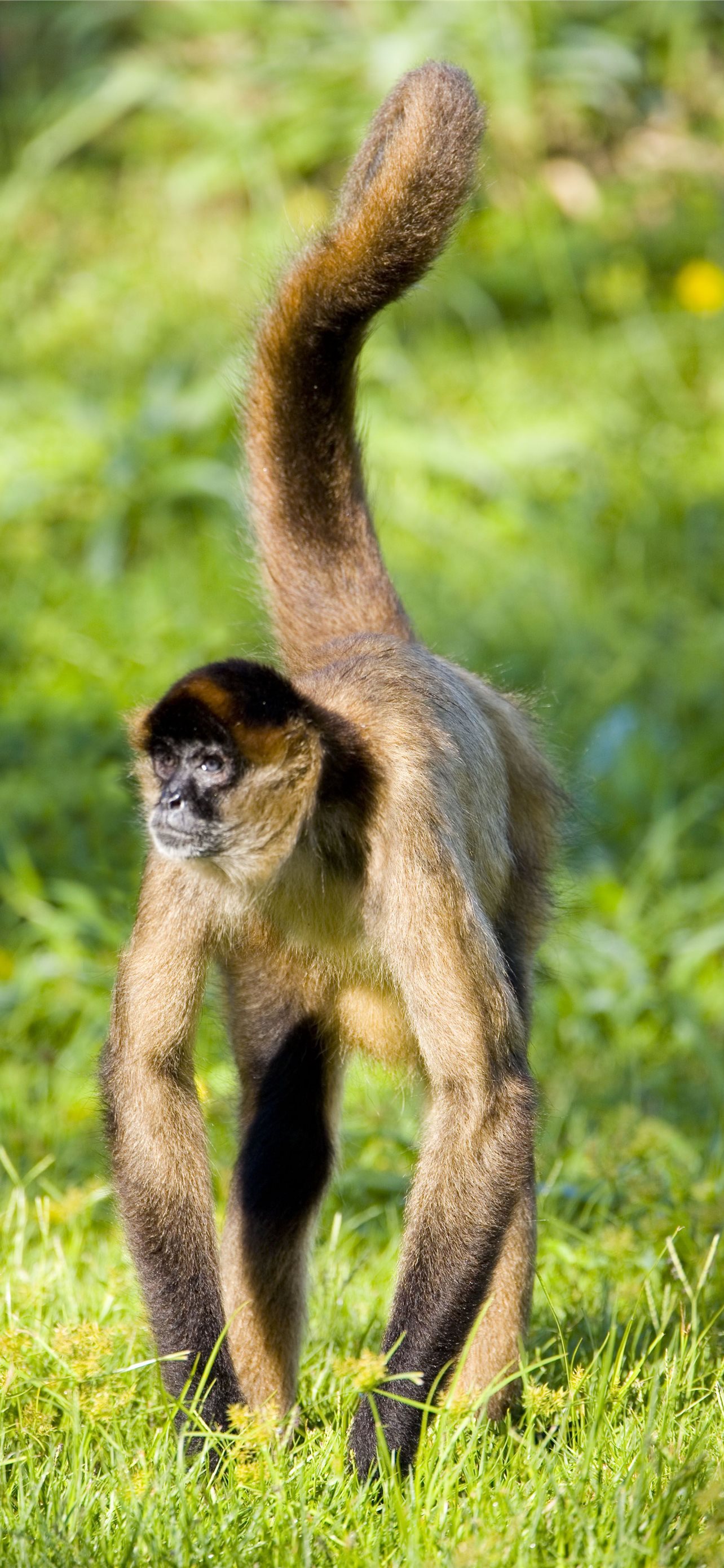 Wallpaper monkey monkeys monkey monkeys primates Gibbon primates gibbon  images for desktop section животные  download