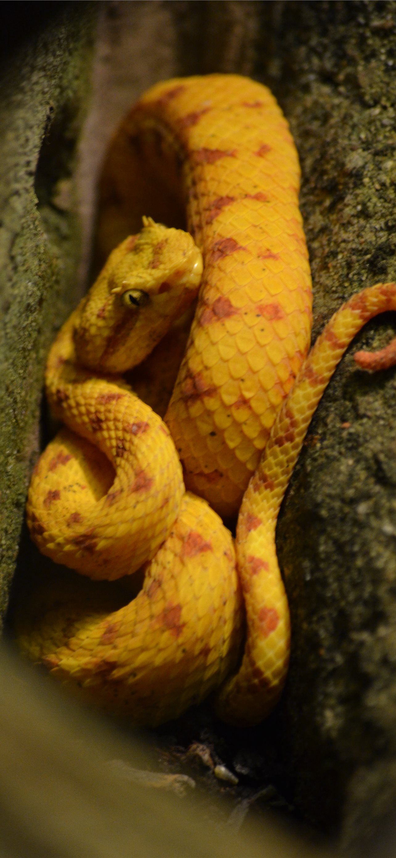 Pit Viper Photos Download The BEST Free Pit Viper Stock Photos  HD Images