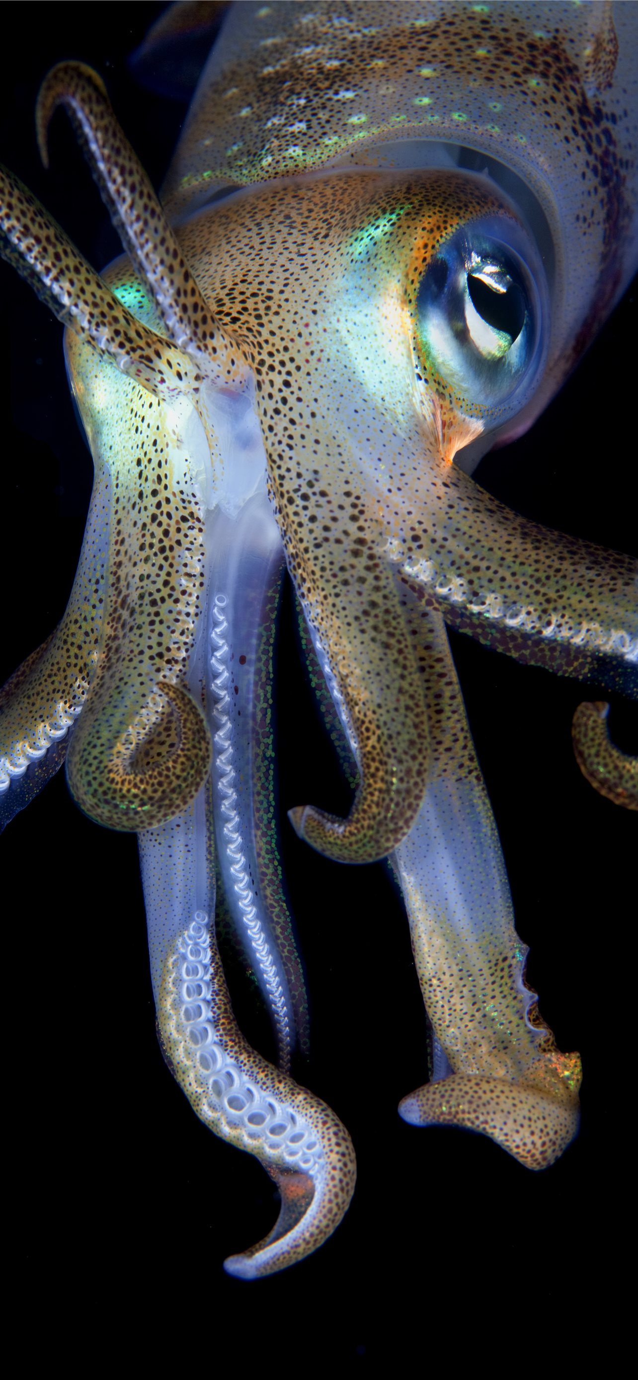 Cuttlefish, oceans, water, marine, nature, salt, sea, HD wallpaper | Peakpx