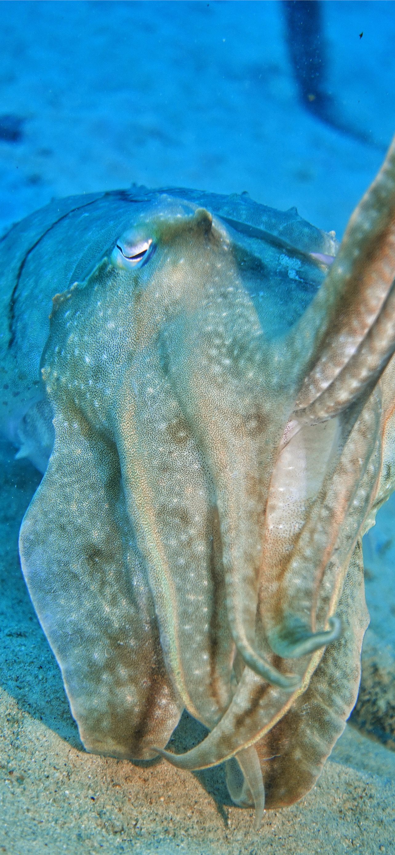 Cuttlefish | Description, Anatomy, & Facts | Britannica