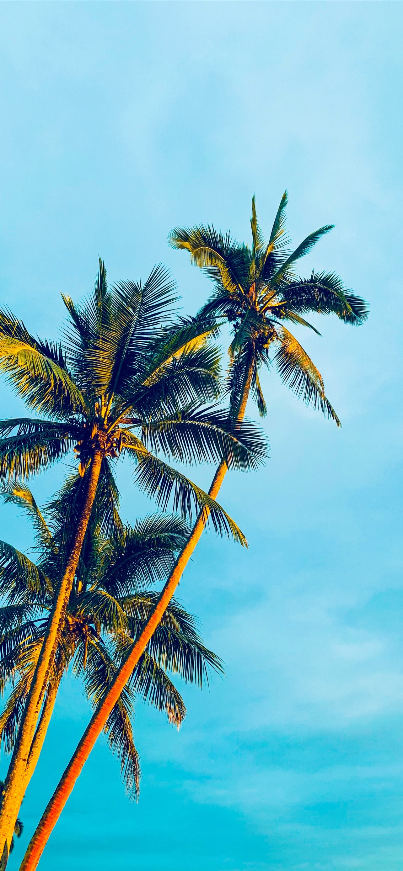 coconut trees under blue sky during daytime iPhone 12 Wallpapers Free  Download