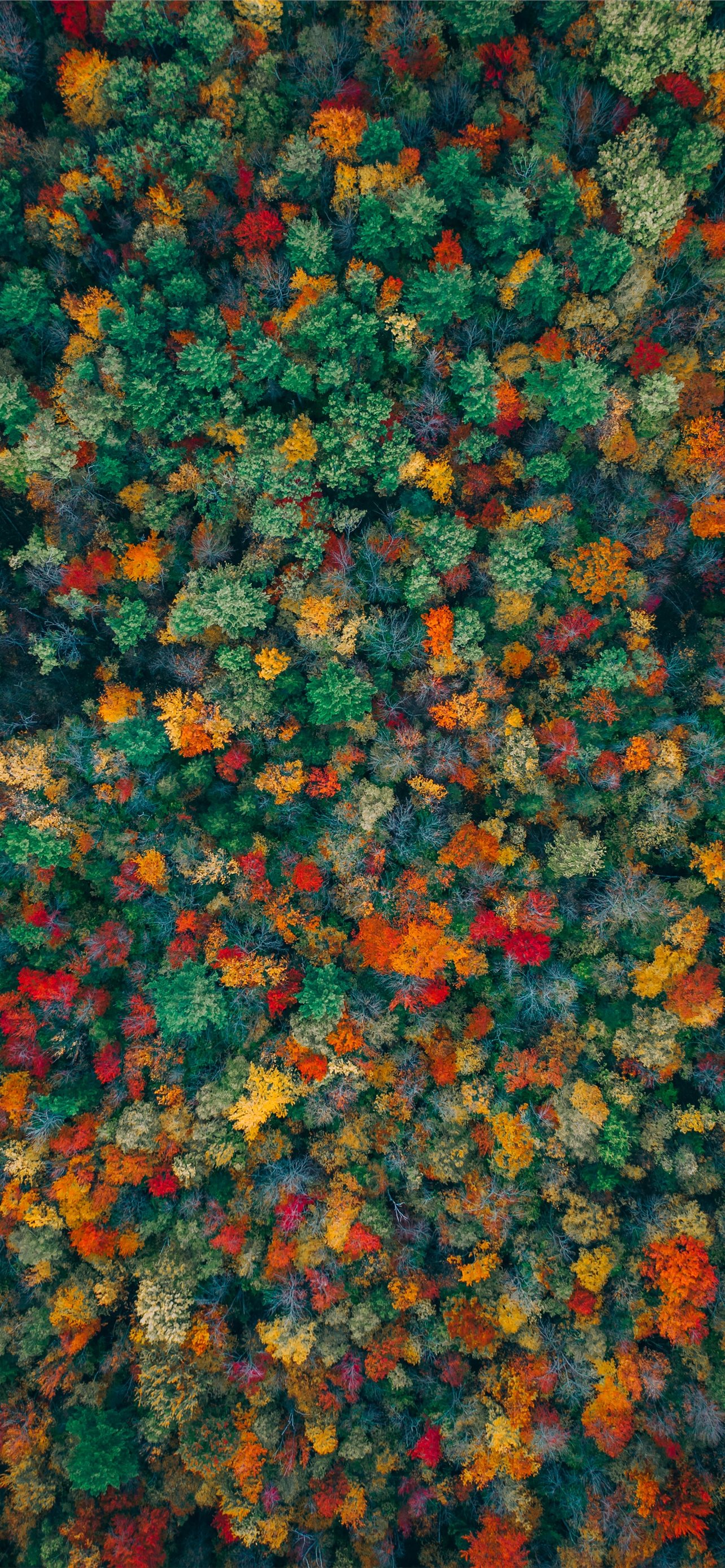 An aerial view of the autumn colors  iPhone wallpaper 