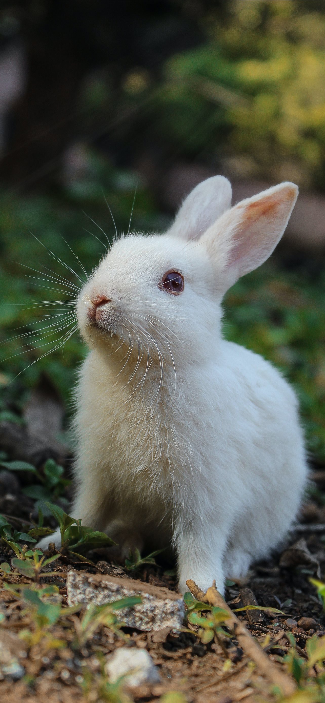 Rabbit, bunny, HD phone wallpaper | Peakpx