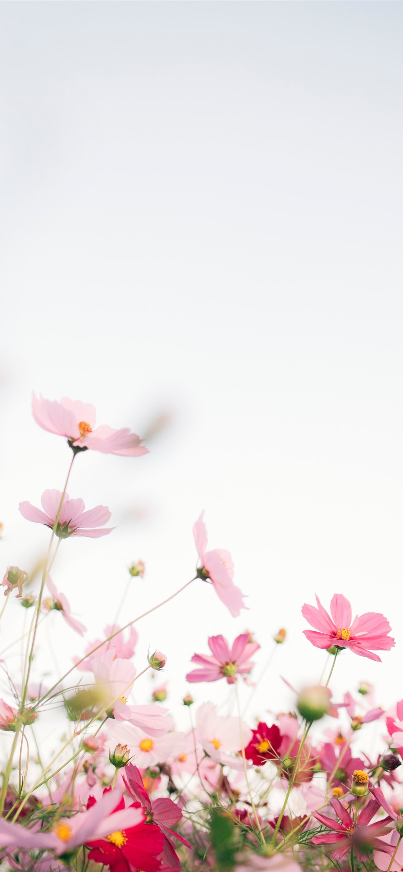 50 Aesthetic Spring iPhone Wallpapers  WallpaperSafari