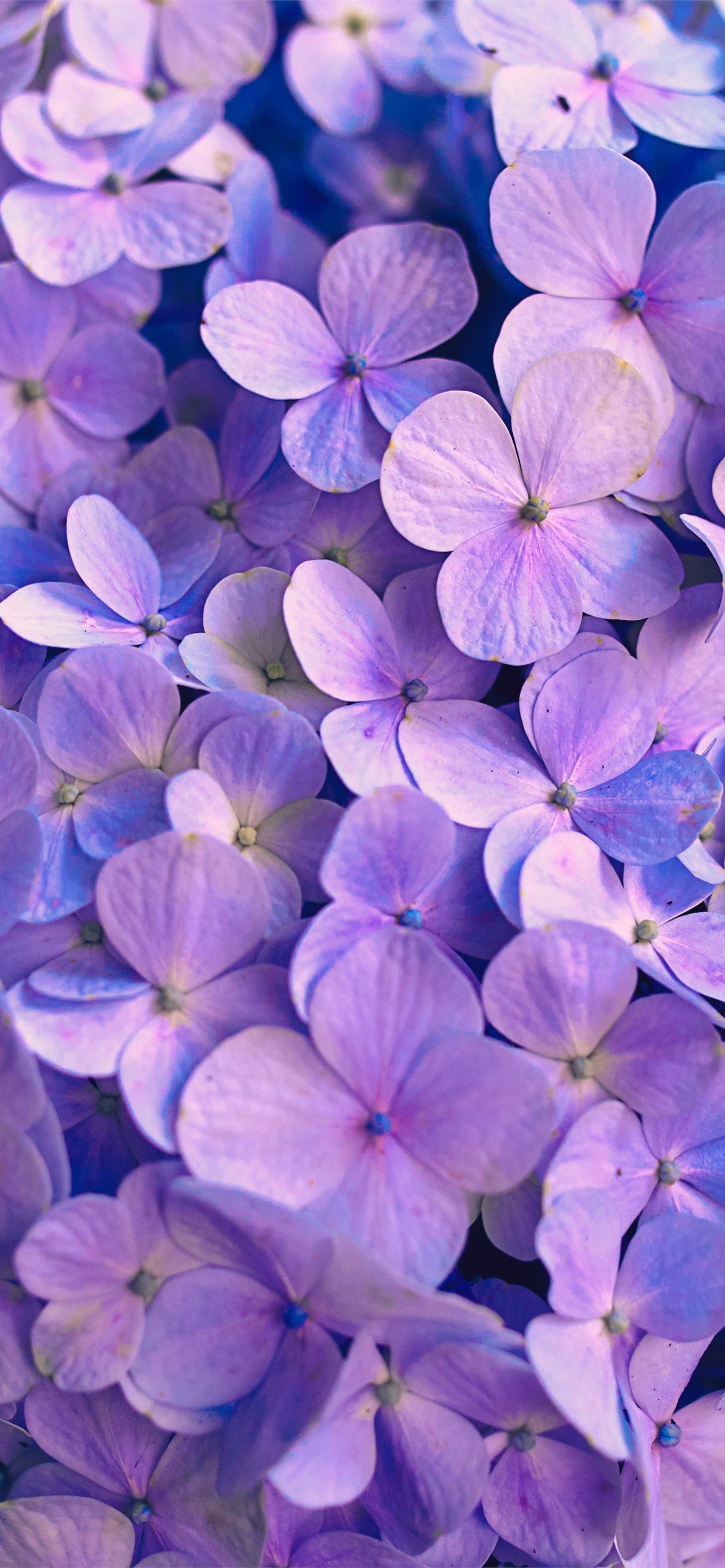 purple flowers with green leaves iPhone wallpaper 