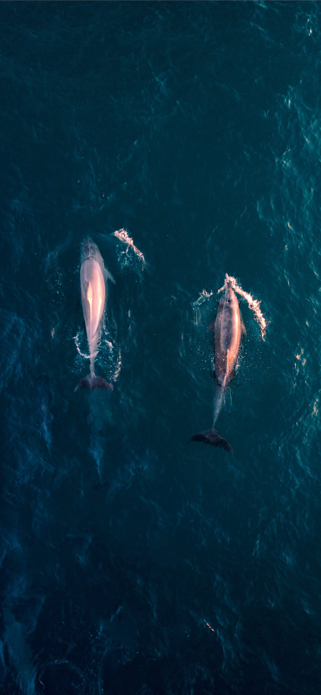 Dolphin Wallpaper for iPhone 11 Pro Max X 8 7 6  Free Download on  3Wallpapers