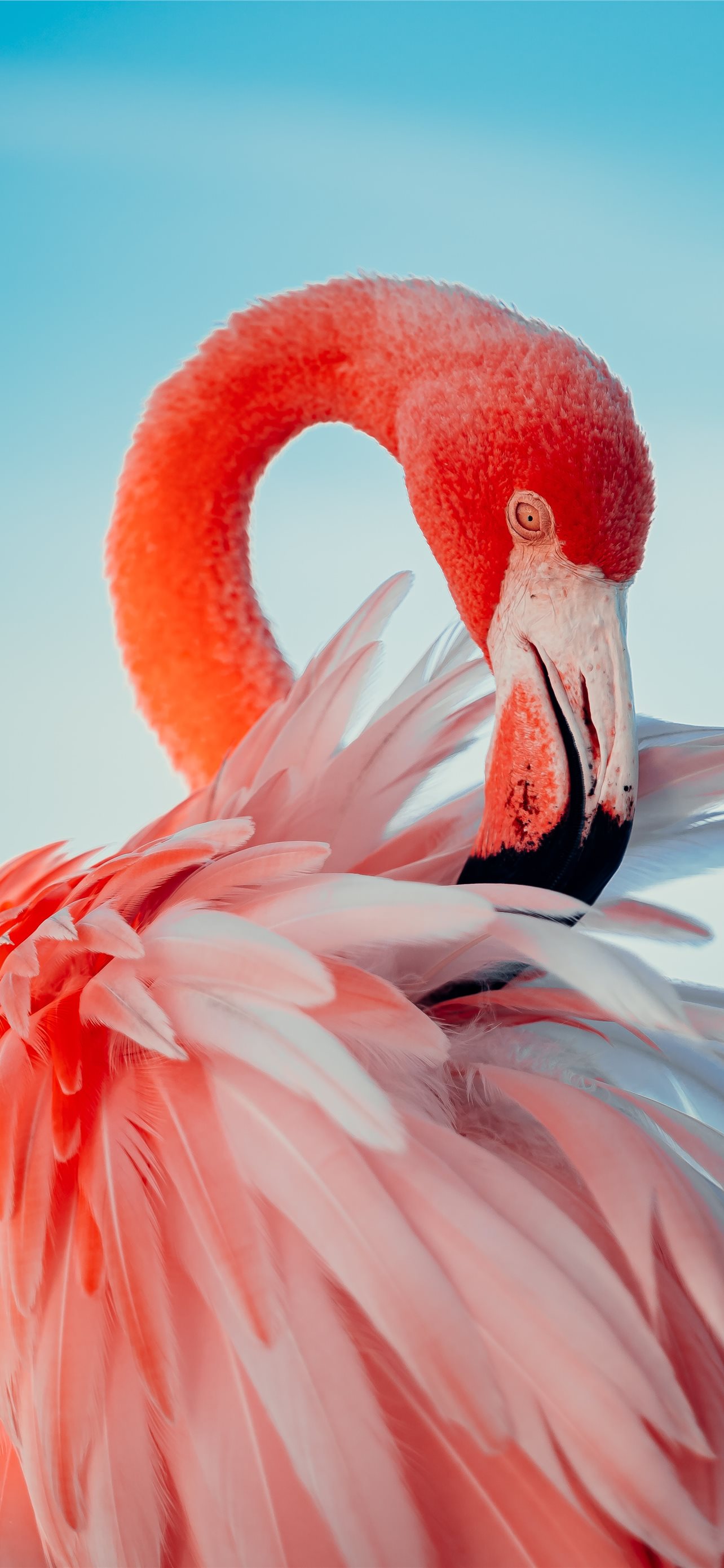 Pink Flamingo In Close Up Photography Iphone Wallpapers Free Download