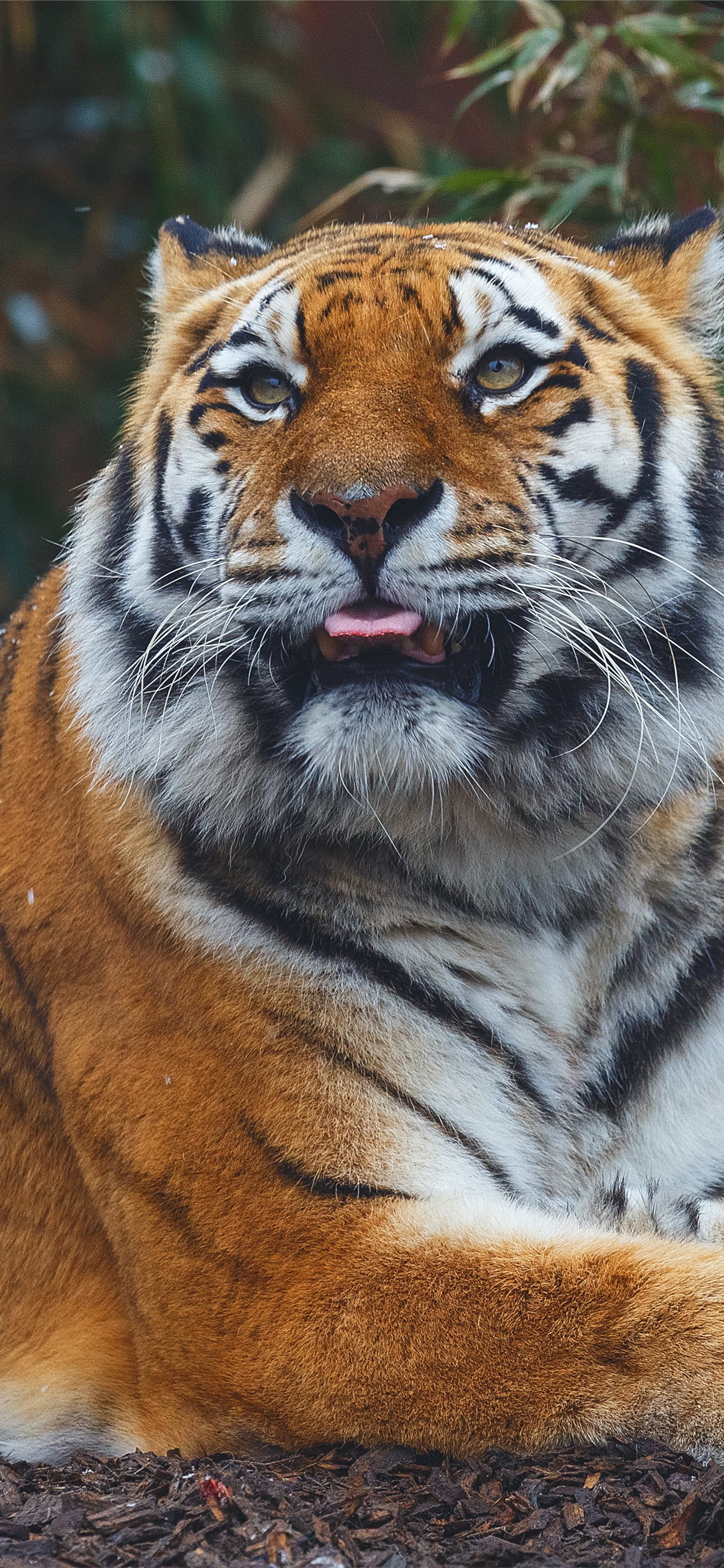 Tiger iPhone Wallpaper - Wallpapers Download 2024