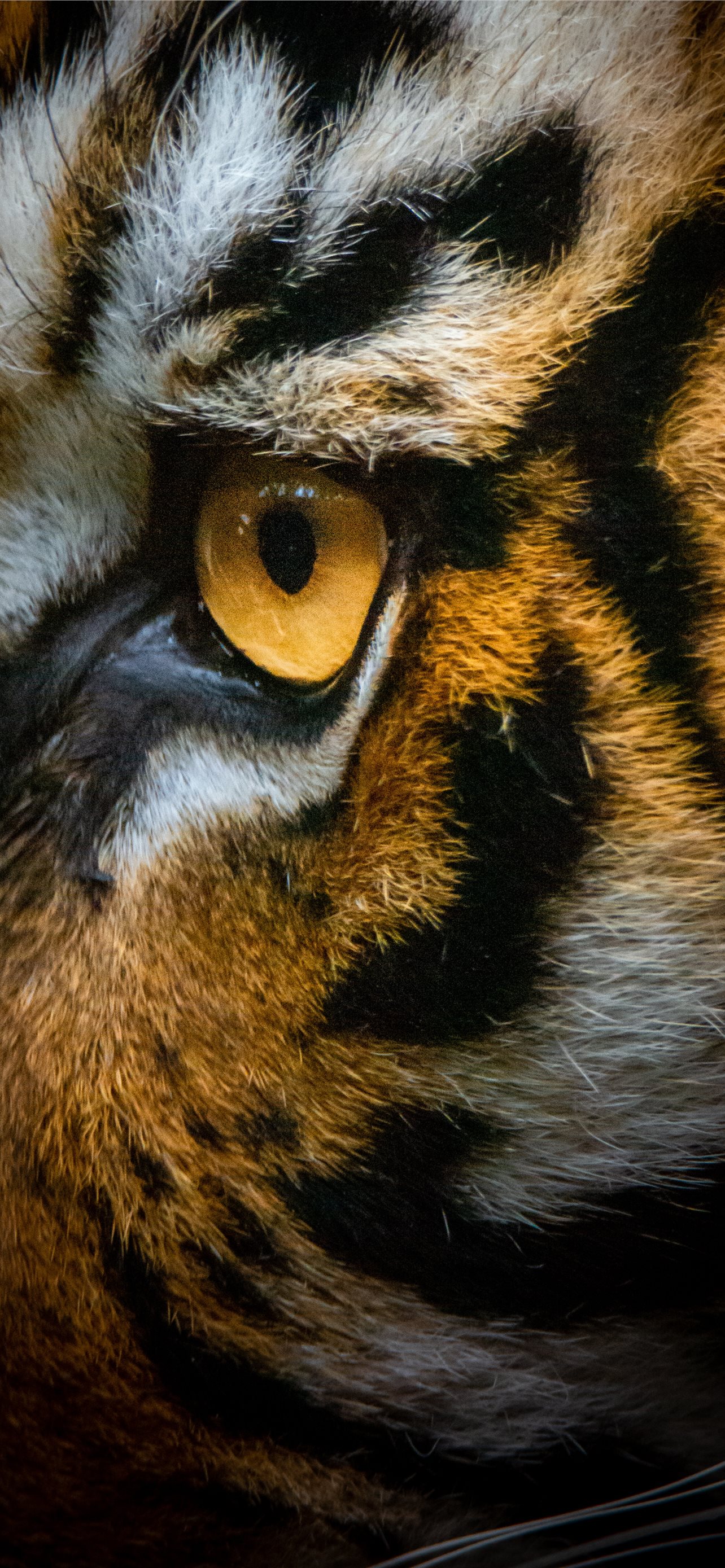 brown tiger iPhone wallpaper 
