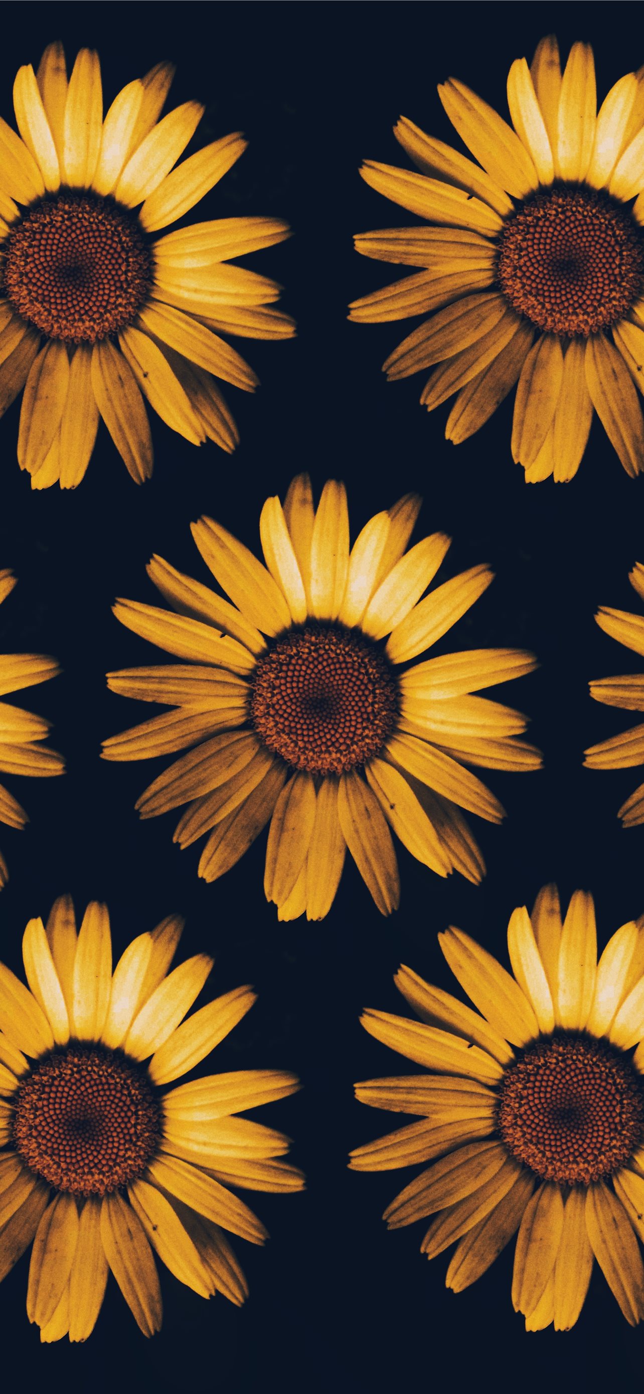 Best Sunflower iPhone HD Wallpapers - iLikeWallpaper
