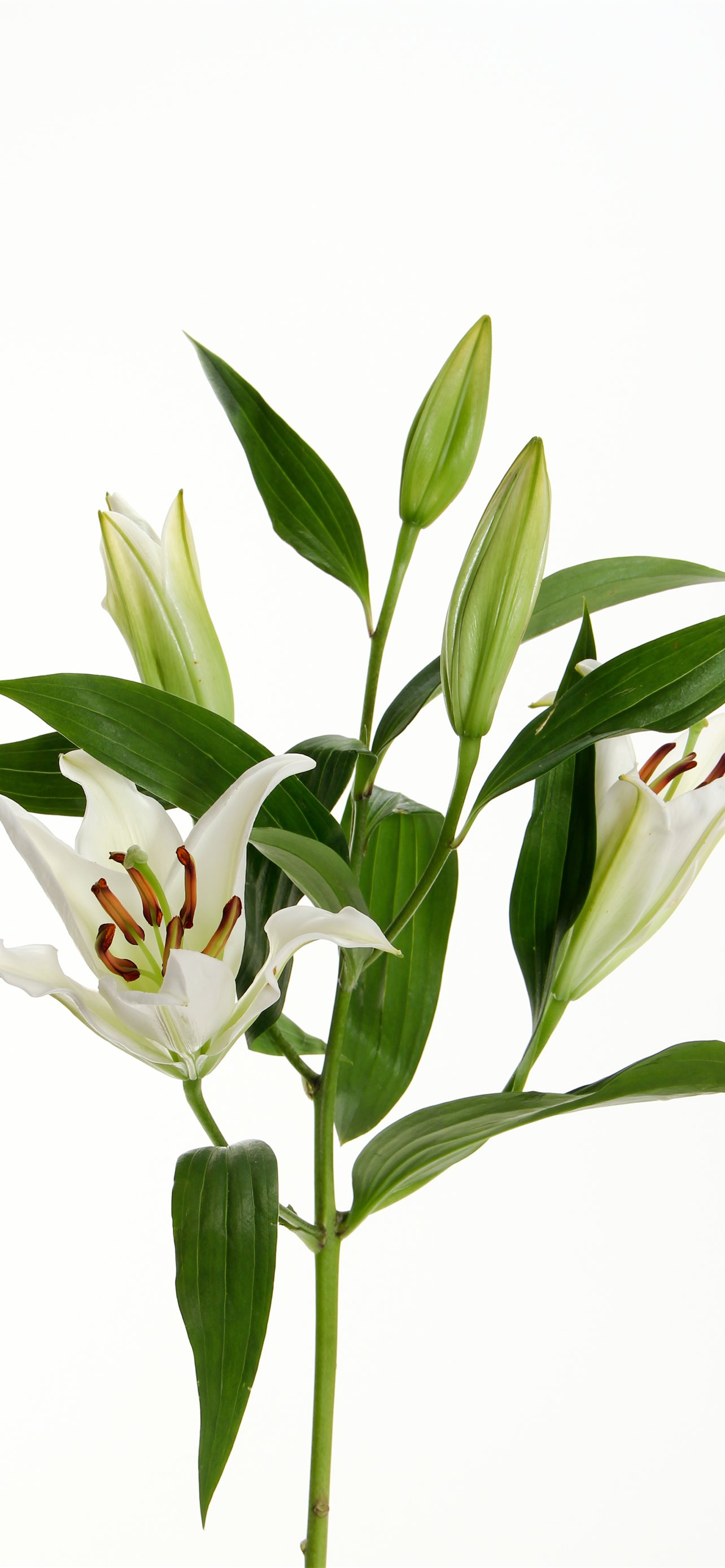White Flowers IPhone Wallpapers Free Download