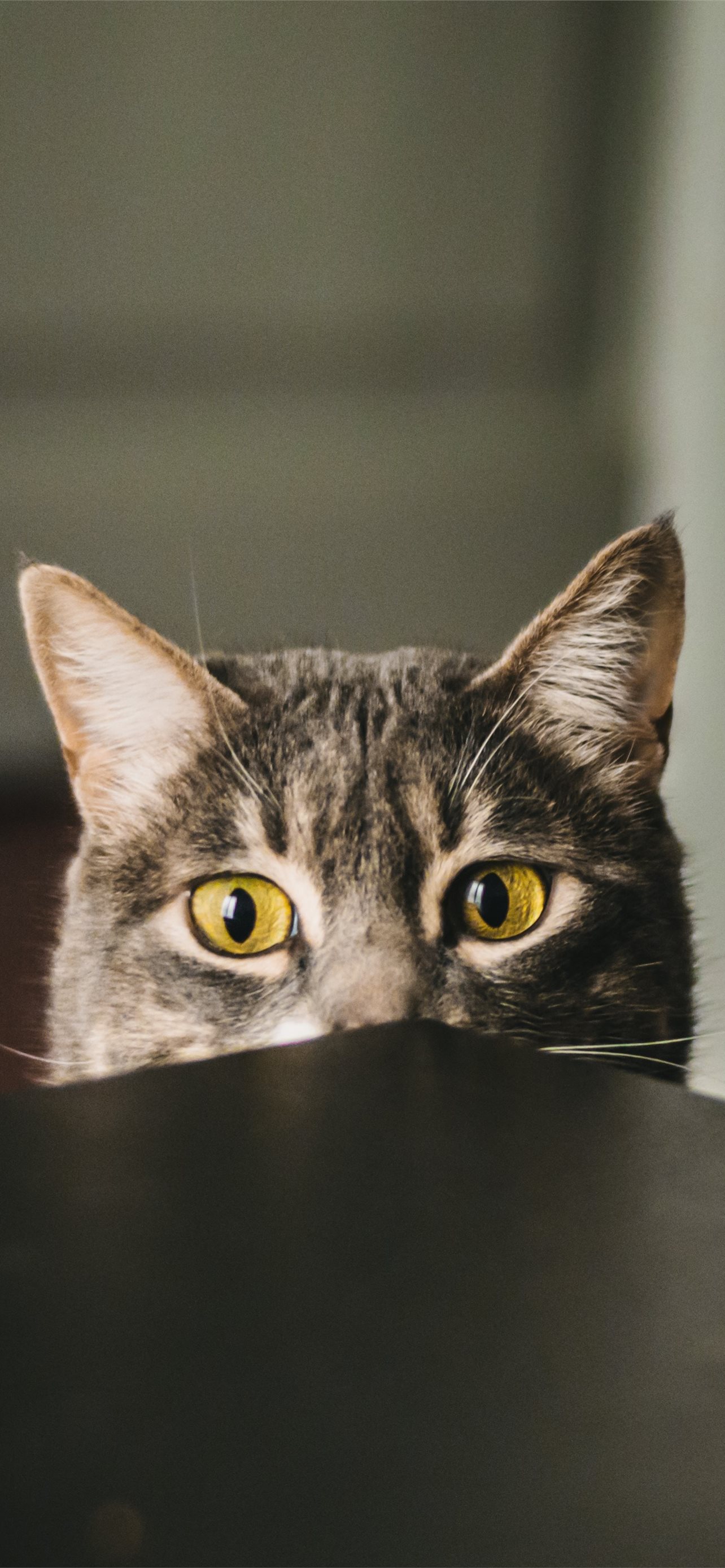 selective focus photography of gray cat peeking at... iPhone wallpaper 