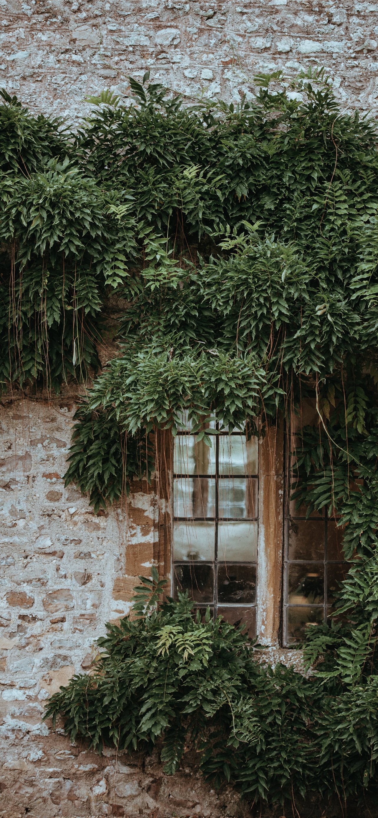 glass window surrounded by green leafed plants iPhone wallpaper 